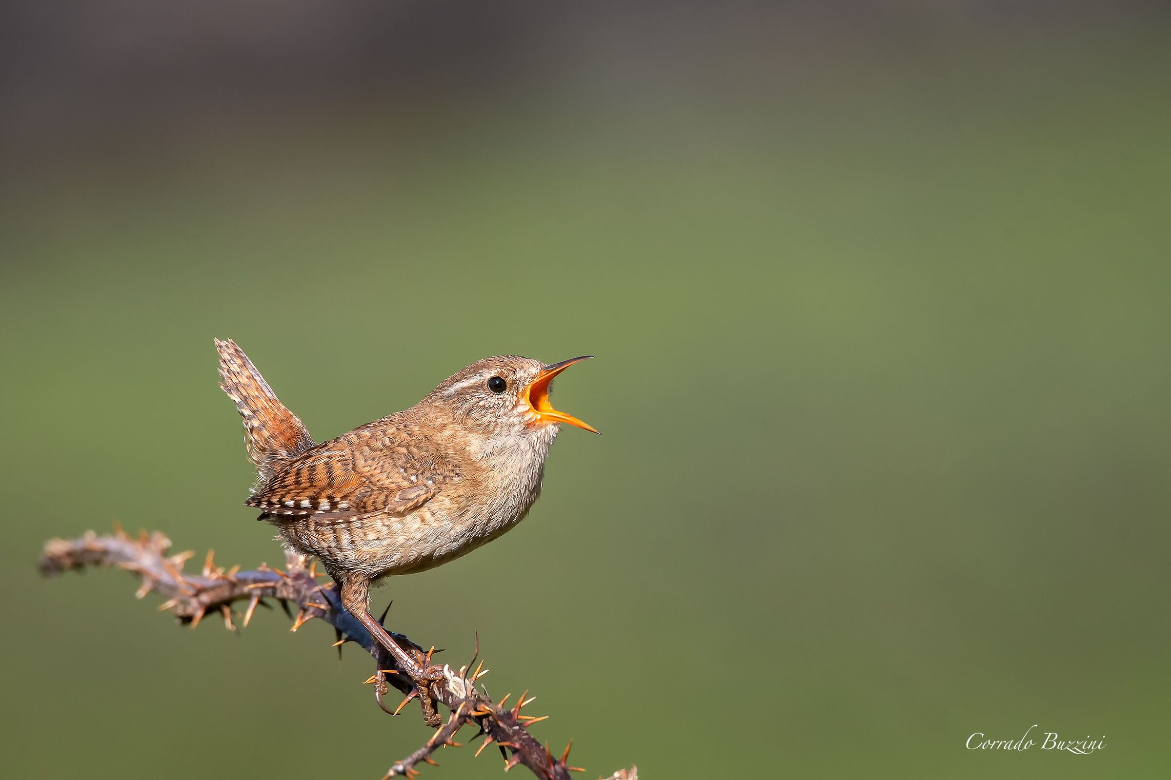 Wren