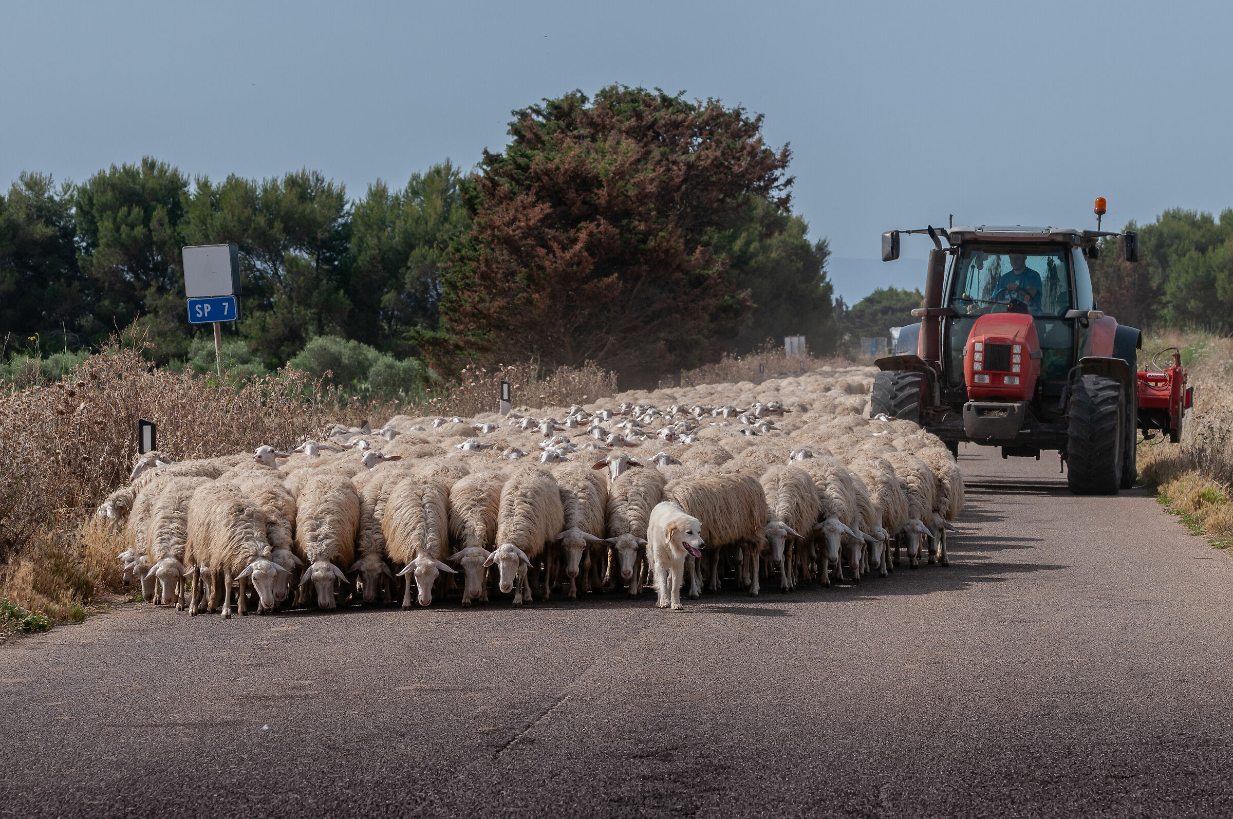 A day of ordinary Sardinian normality