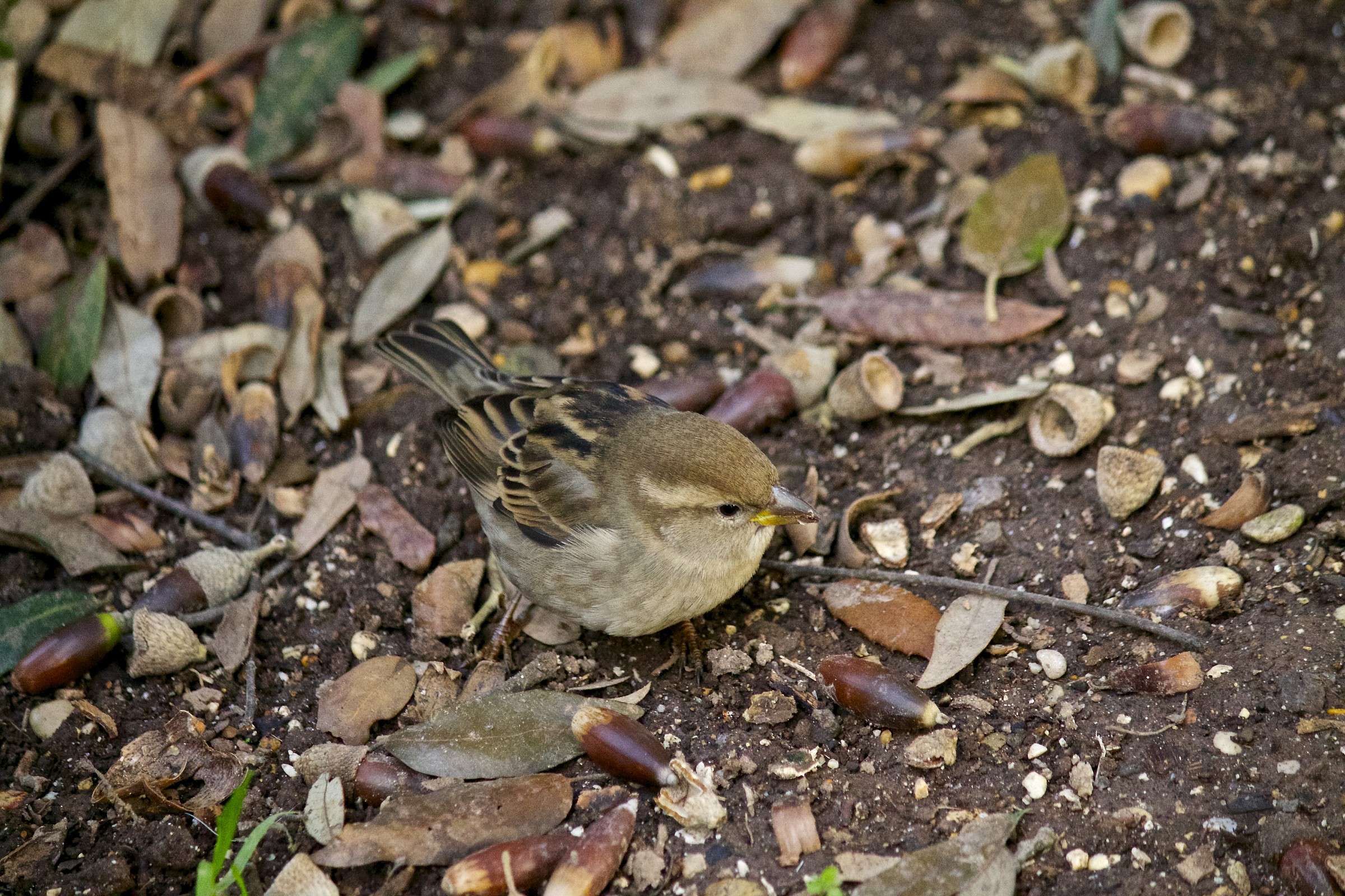 Sparrow among the acorns