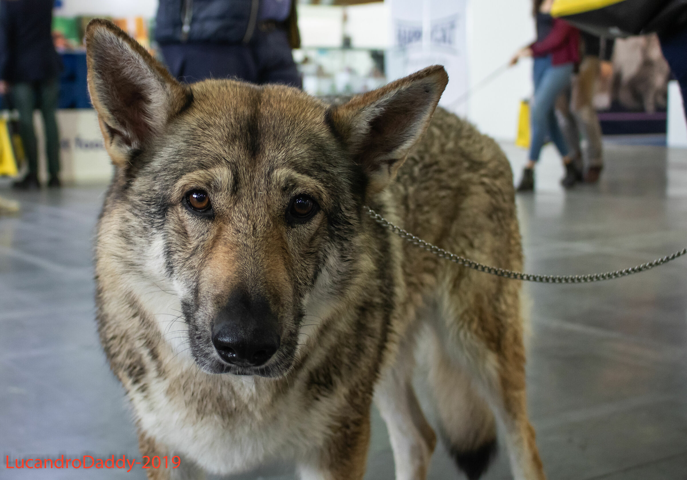 The Czechoslovakian shepherd