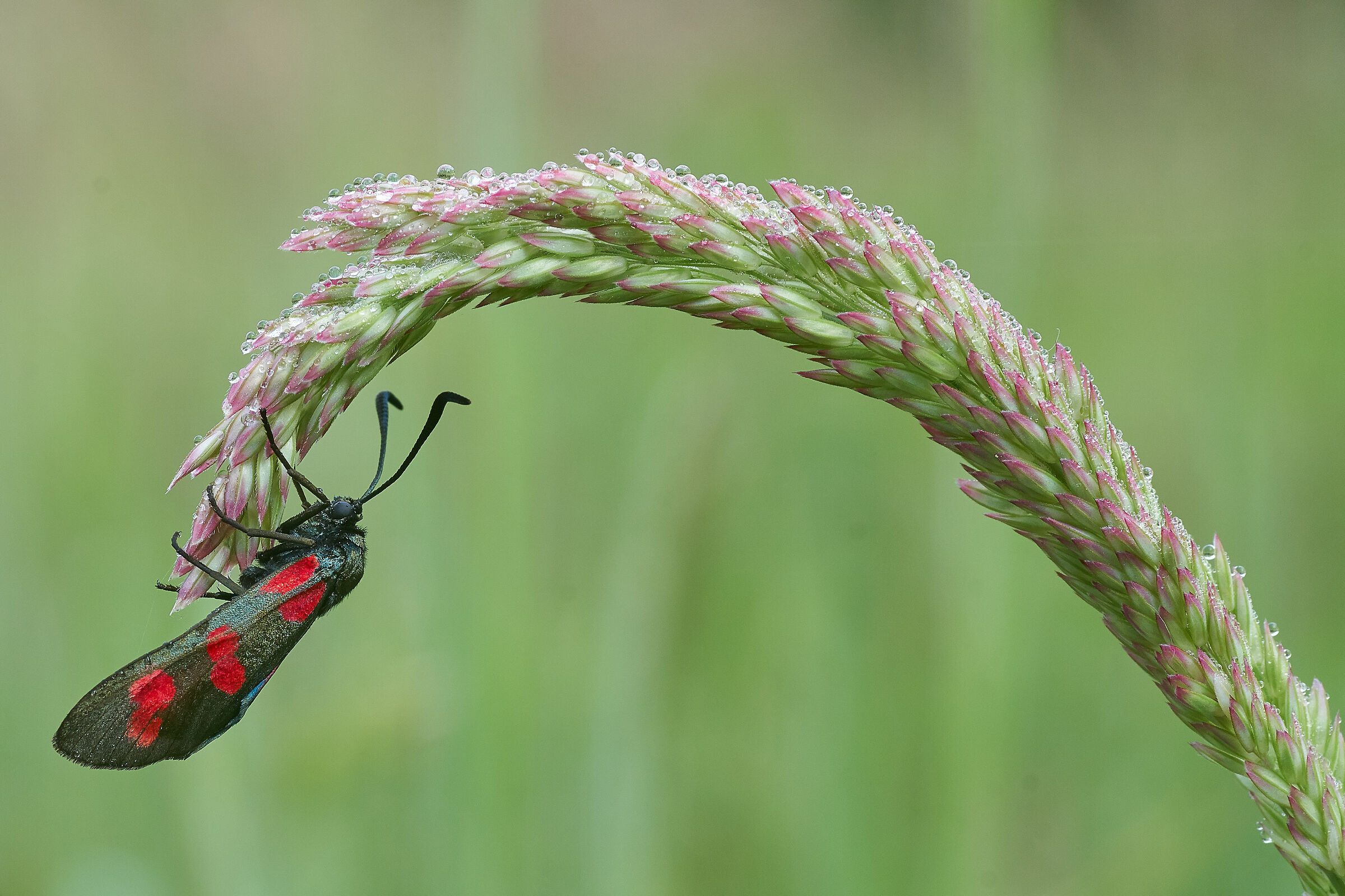 Zygaena