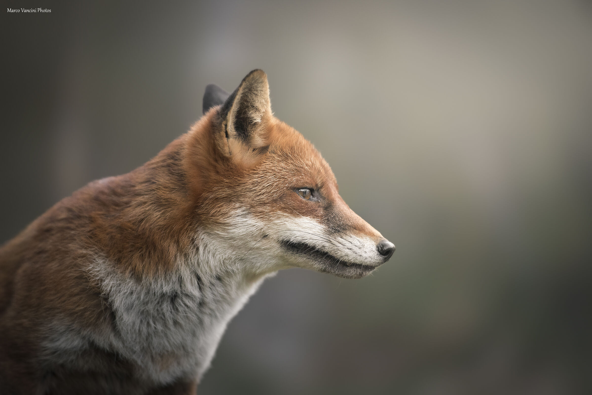 A smart and attentive profile..