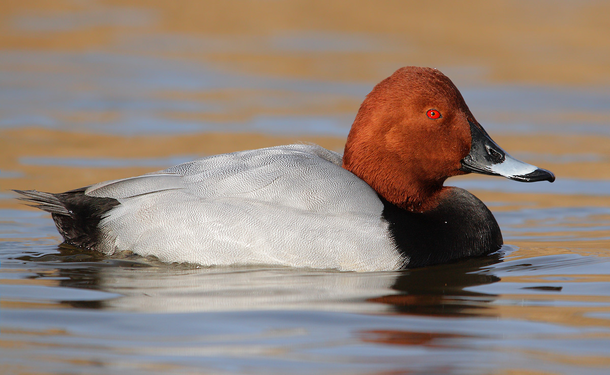 Pochard