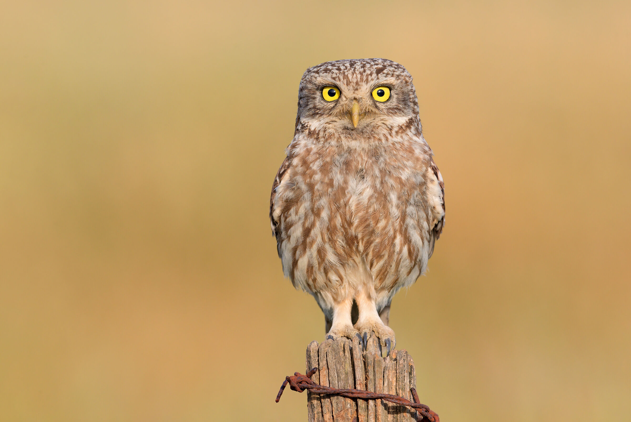 Martial structure (5K owl)