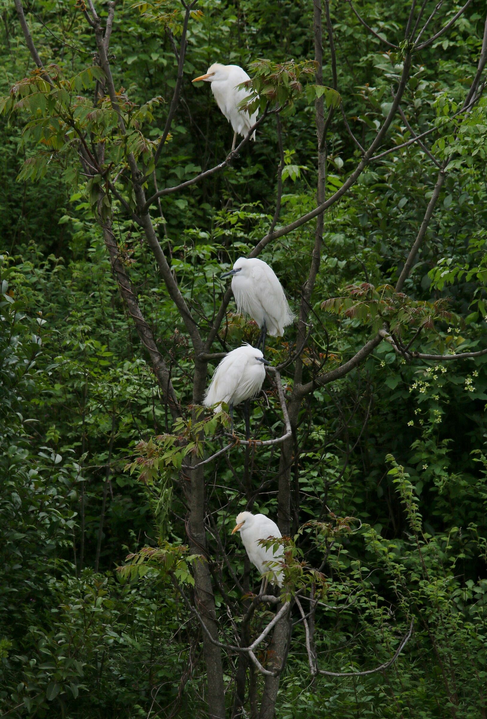 L'albero degli Aironi guardabuoi e Garzette