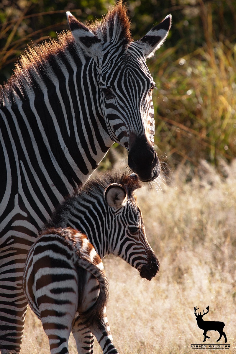 Sotto la protezione della madre