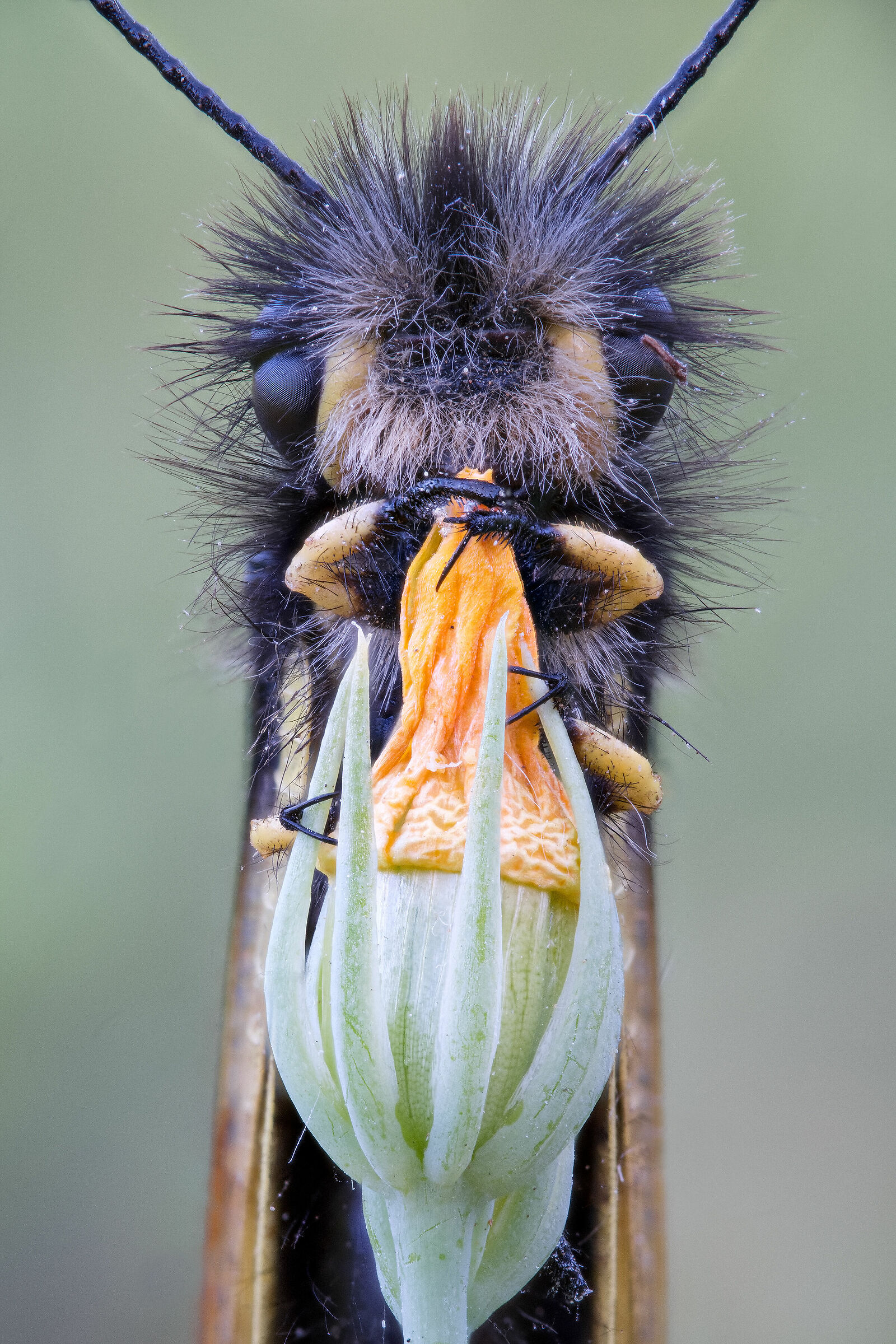 Libelloides coccajus