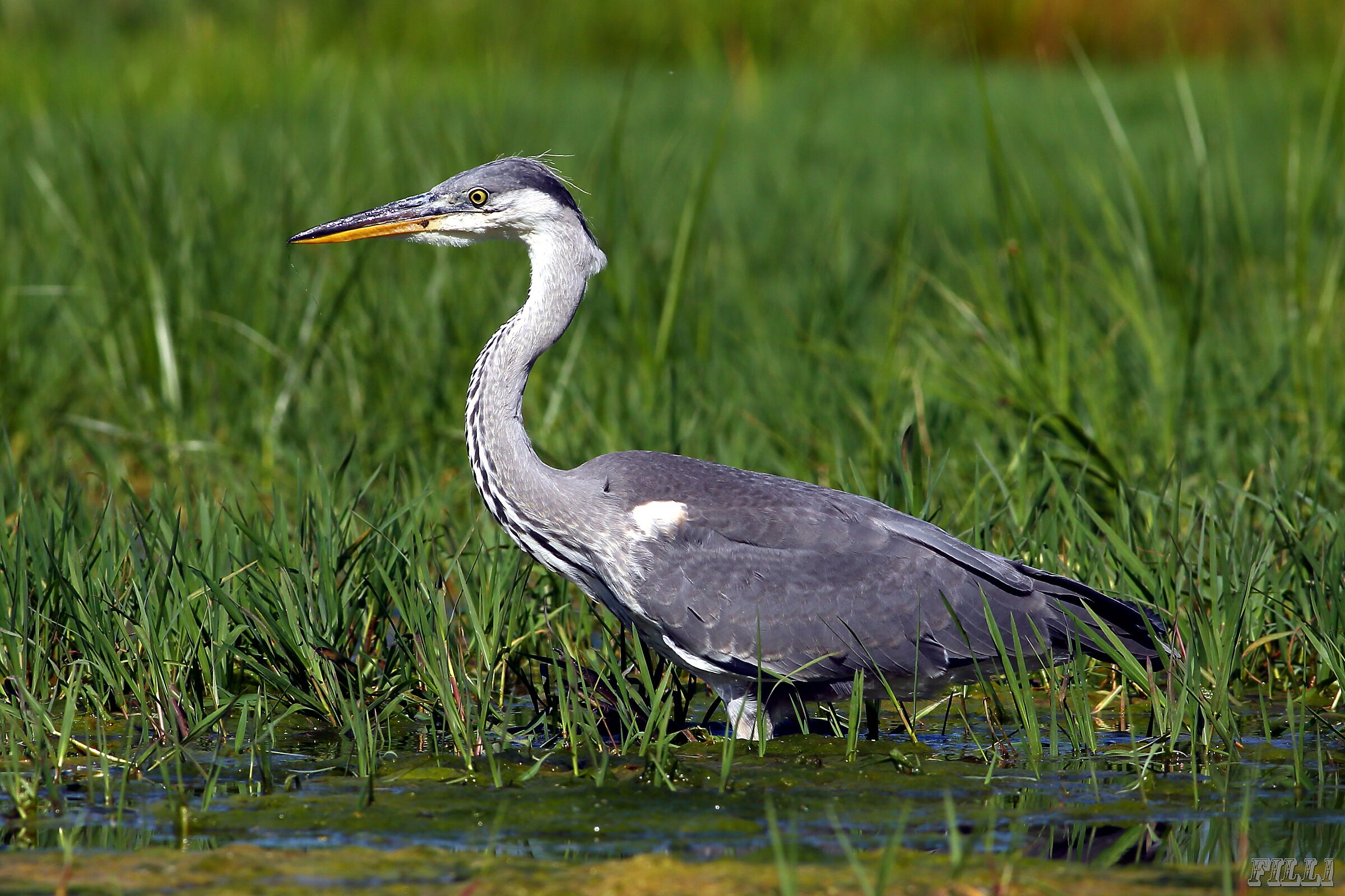 Grey Heron