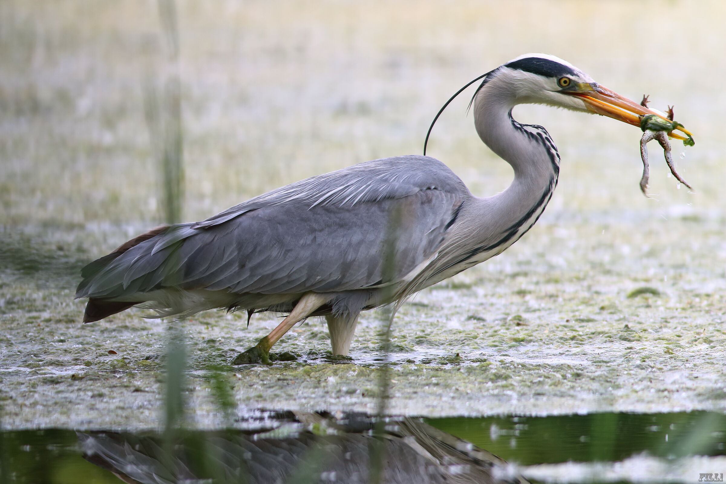Grey Heron