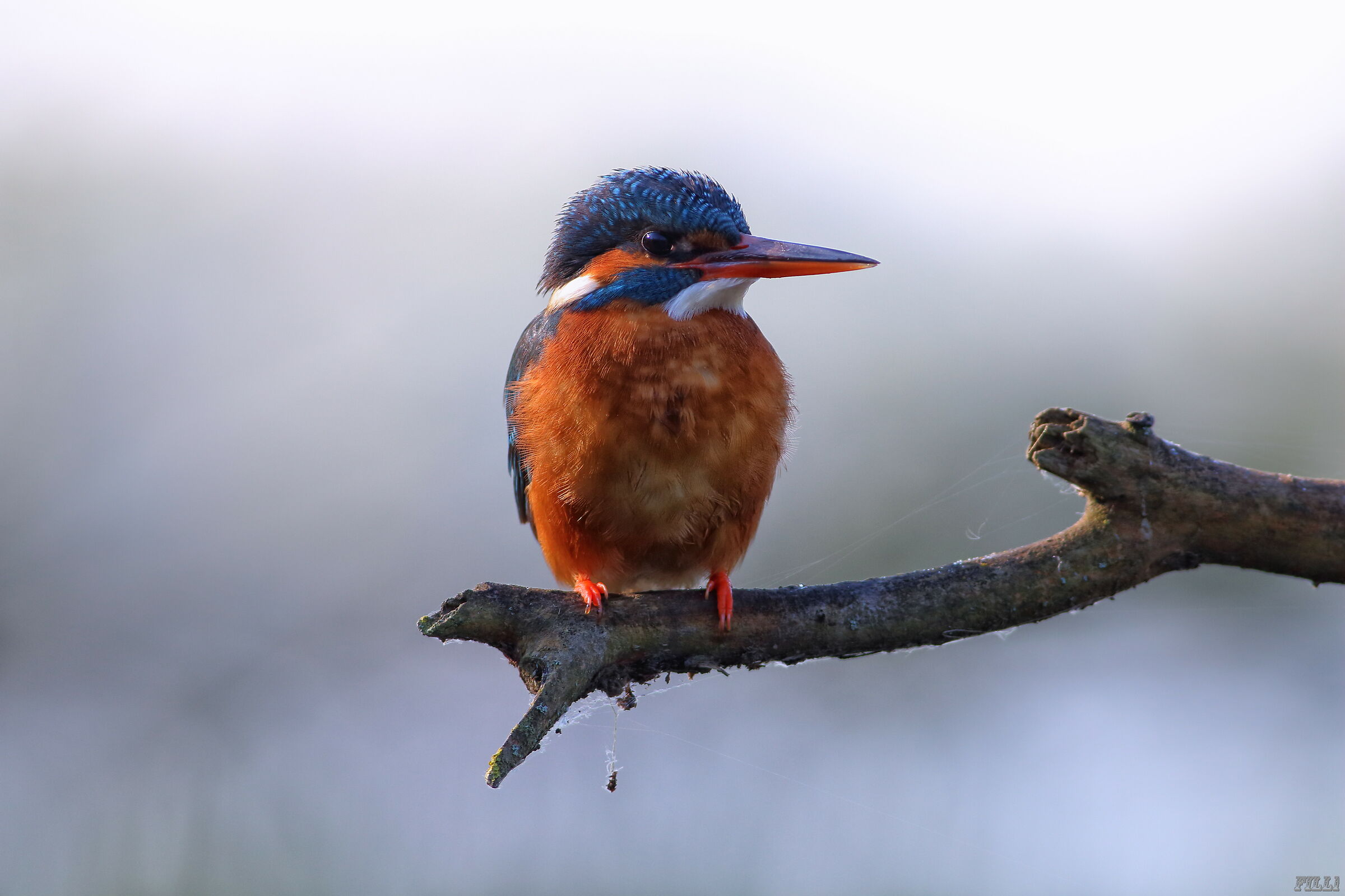 Kingfisher