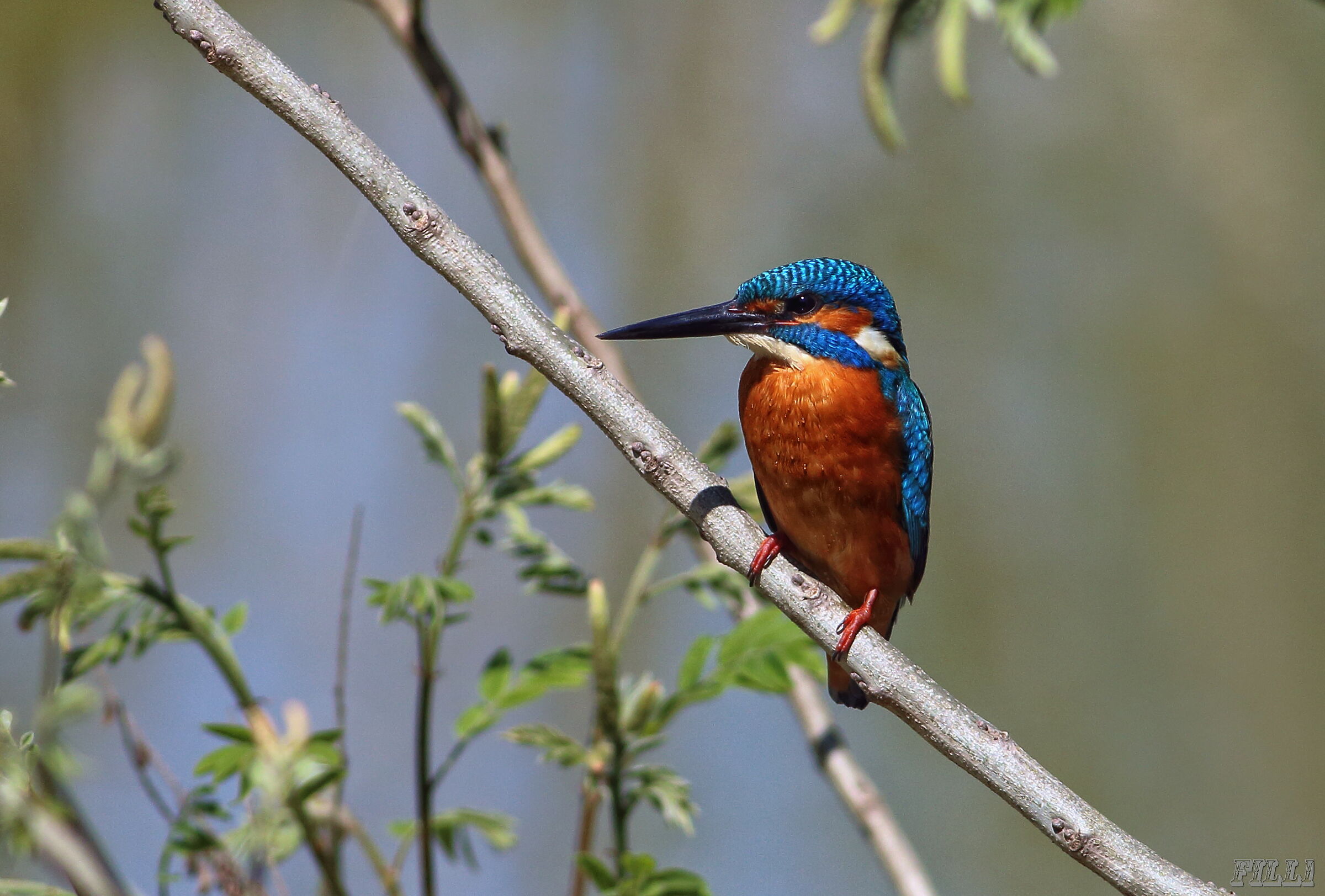Kingfisher
