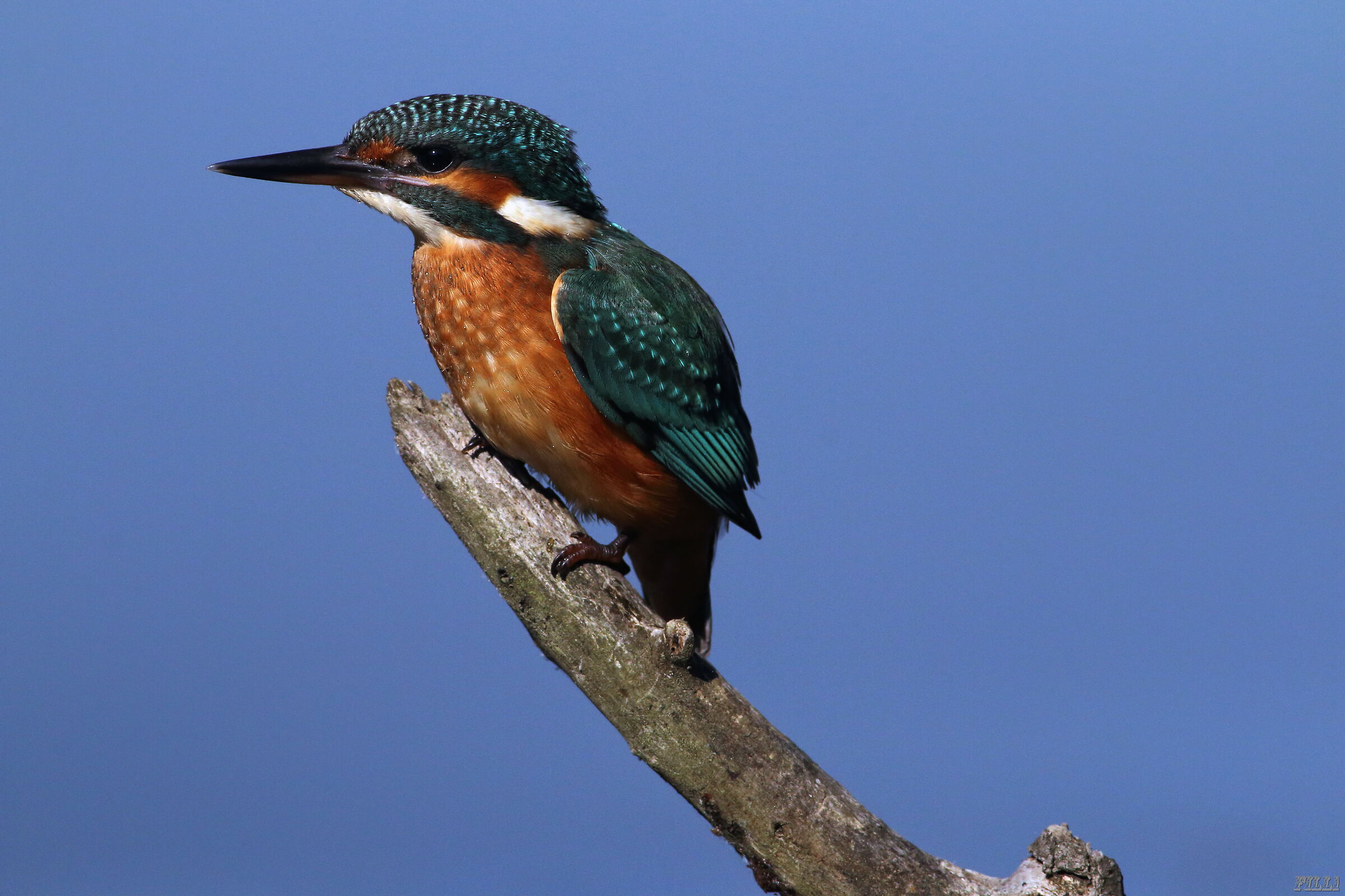Kingfisher