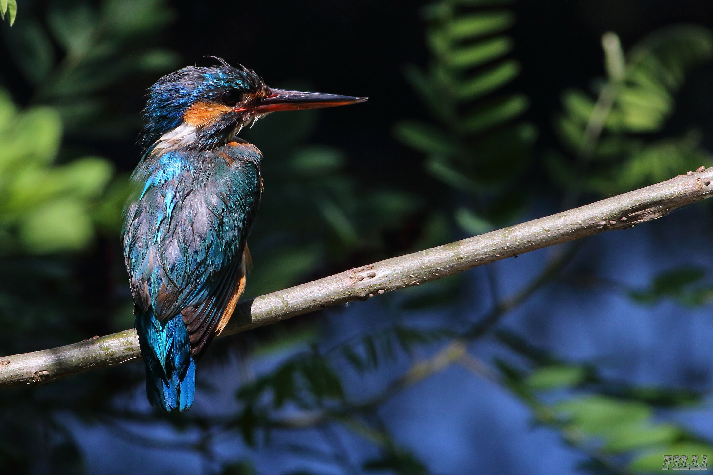 Kingfisher
