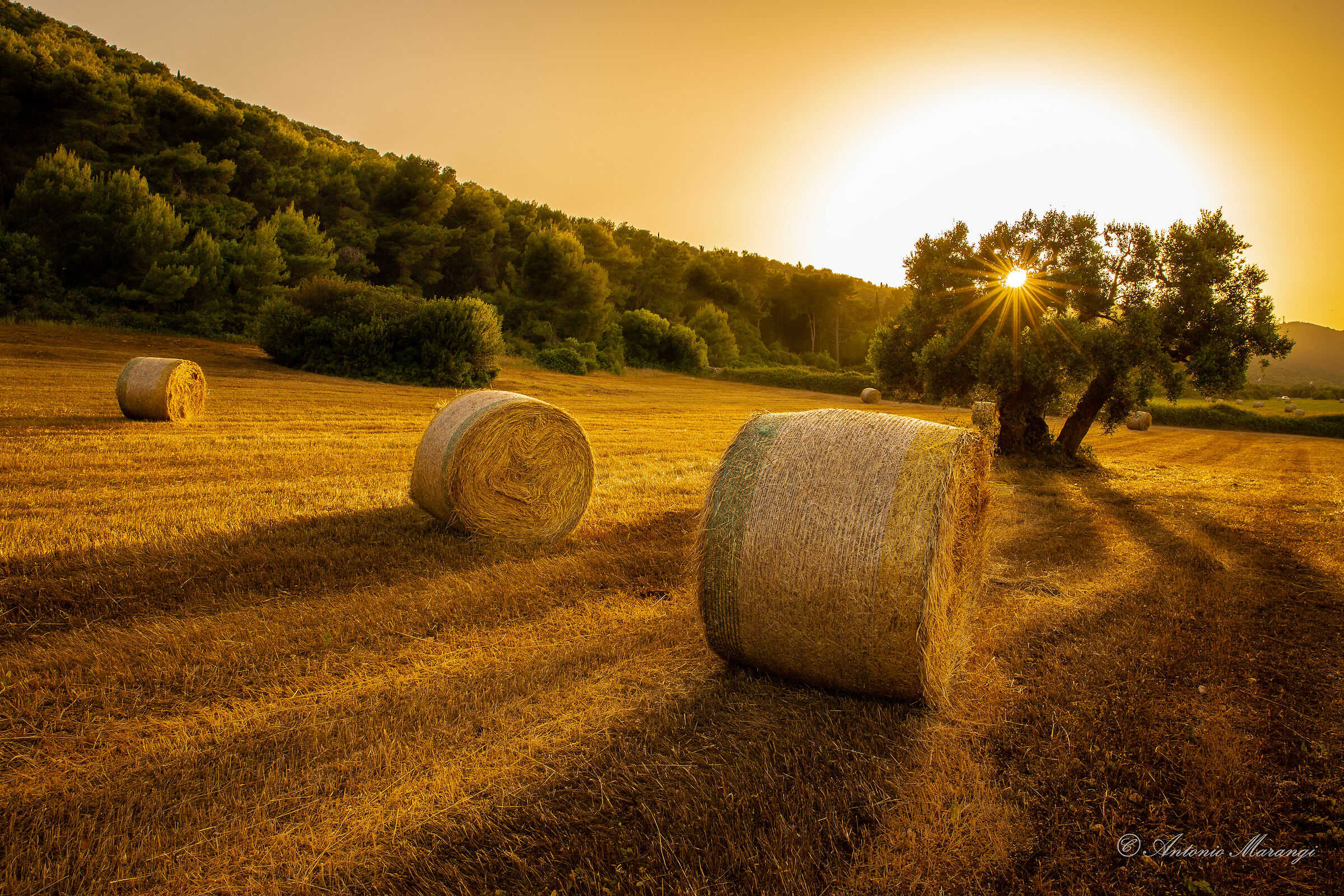 oro di sera bel tempo si spera