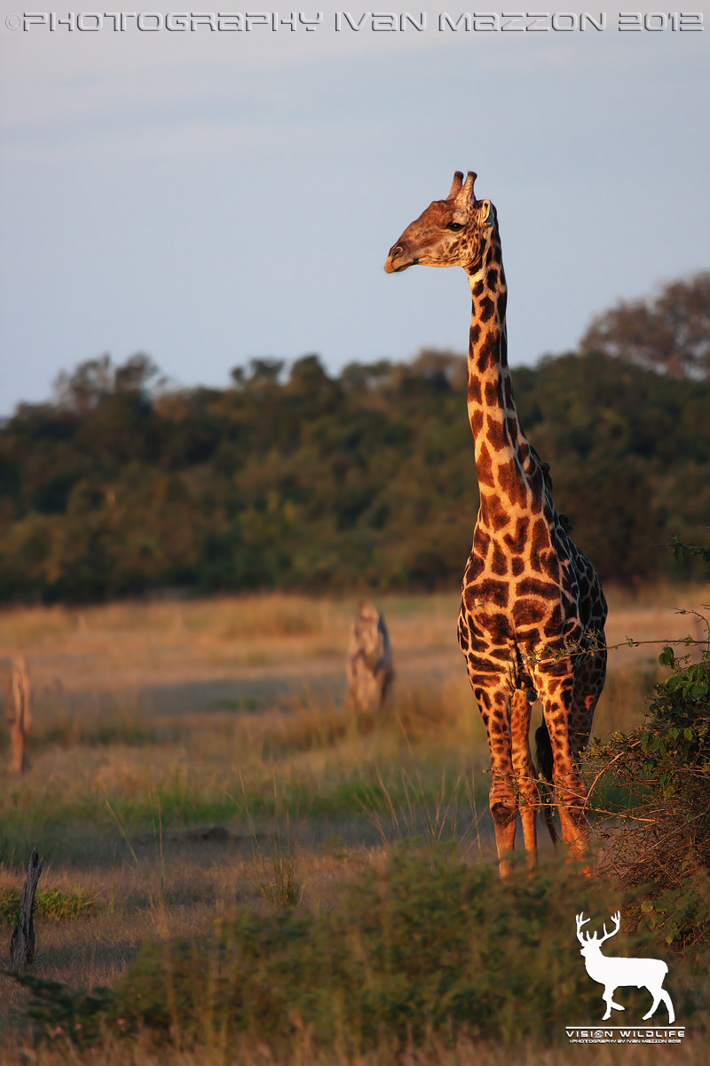 Giraffa di Thornicroft