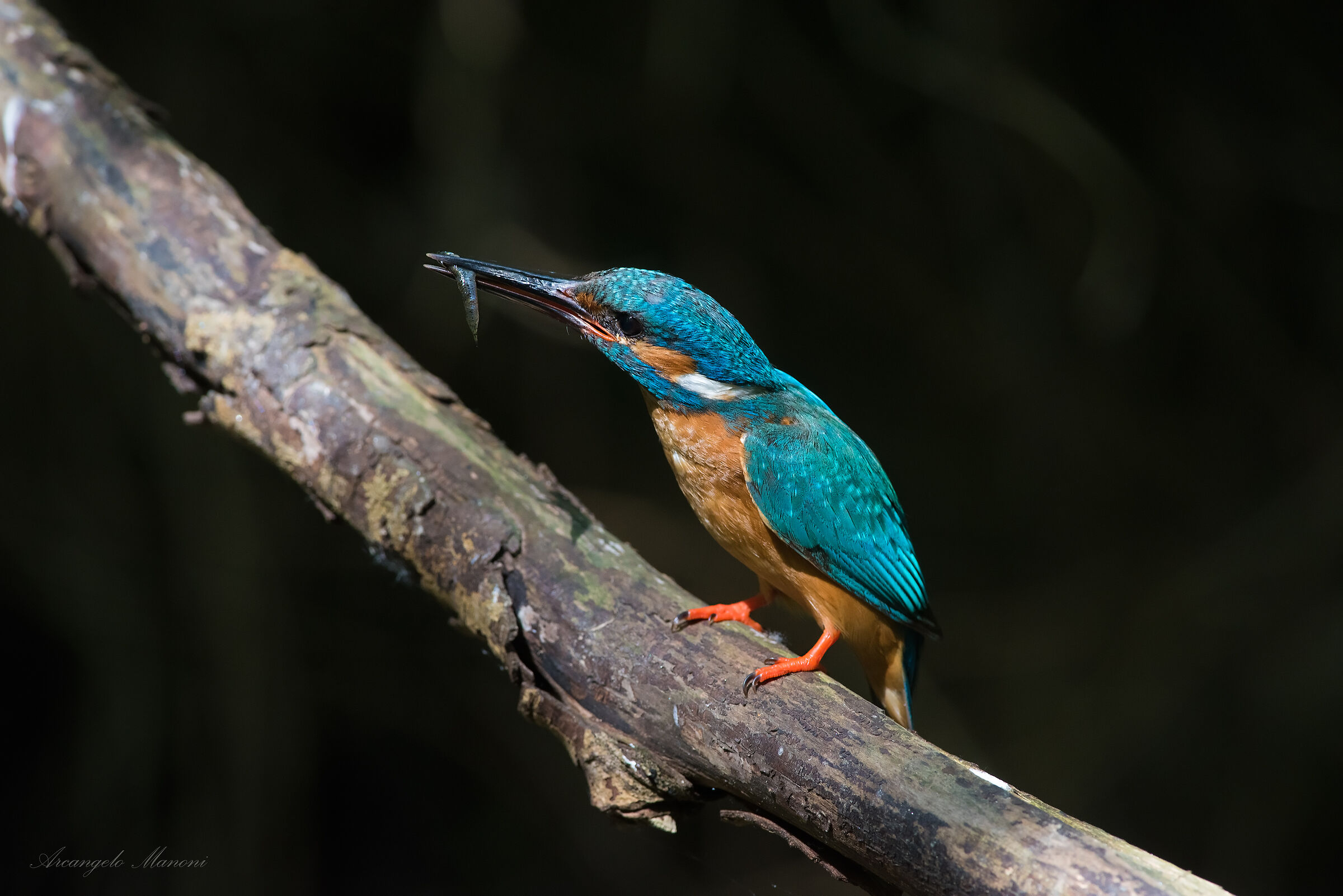 Caught in the twilight of the Undergrowth