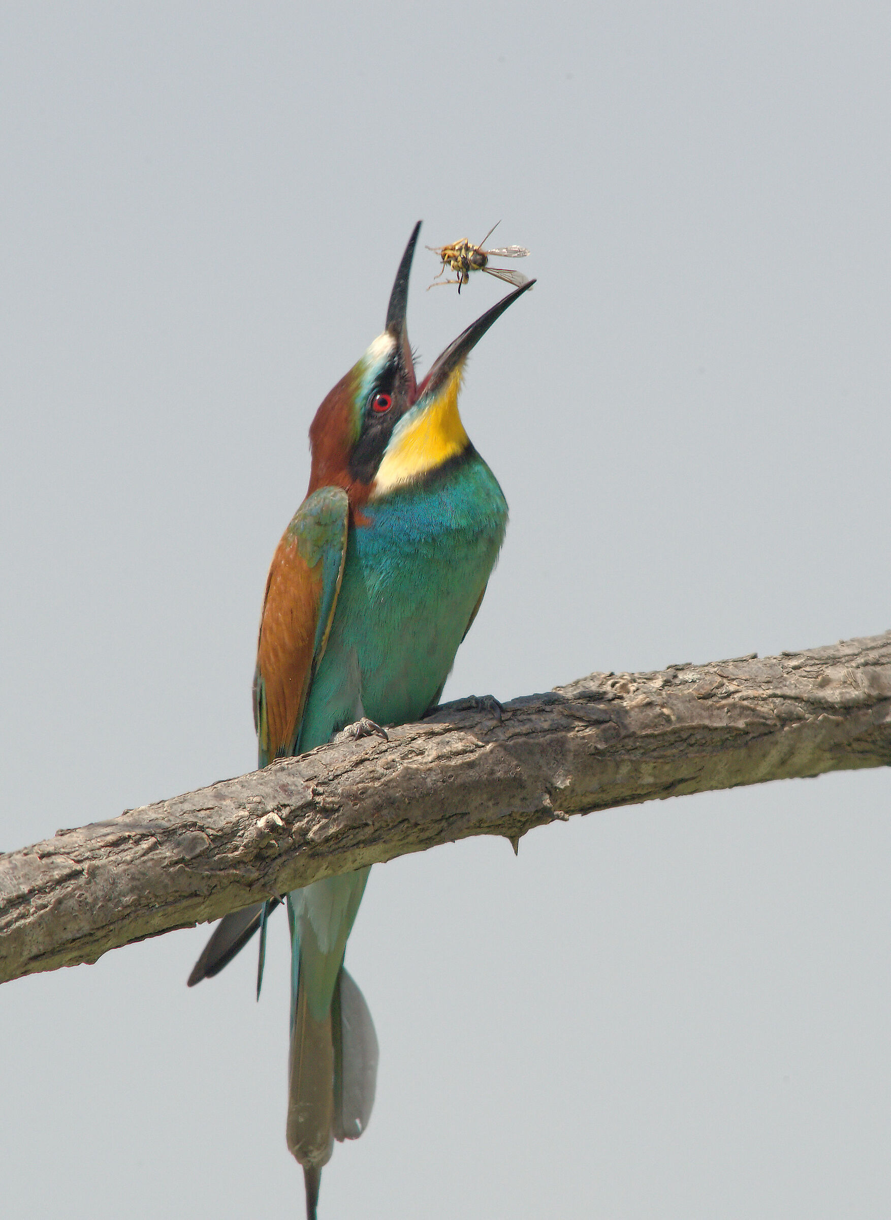 Bee-eater