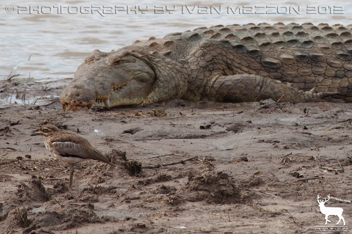 Mi è sembrato di vedere un cocco