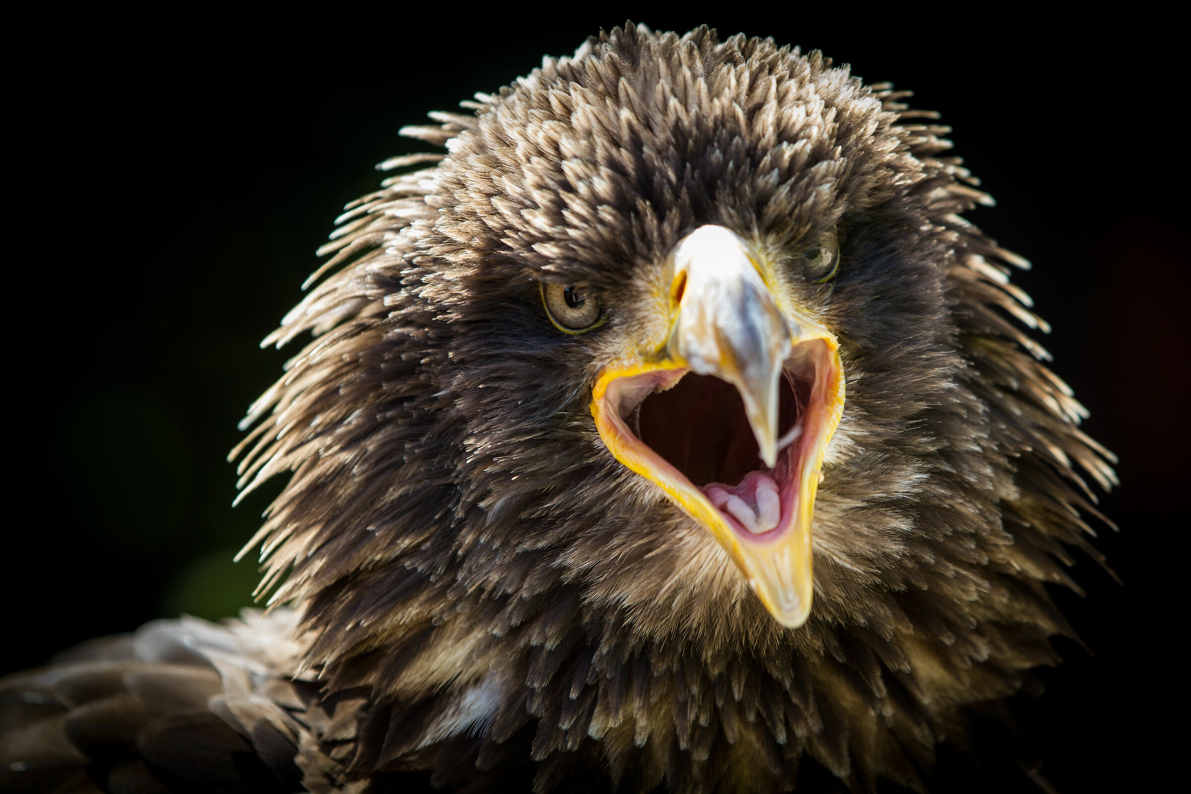 eagle.... Can't remember which