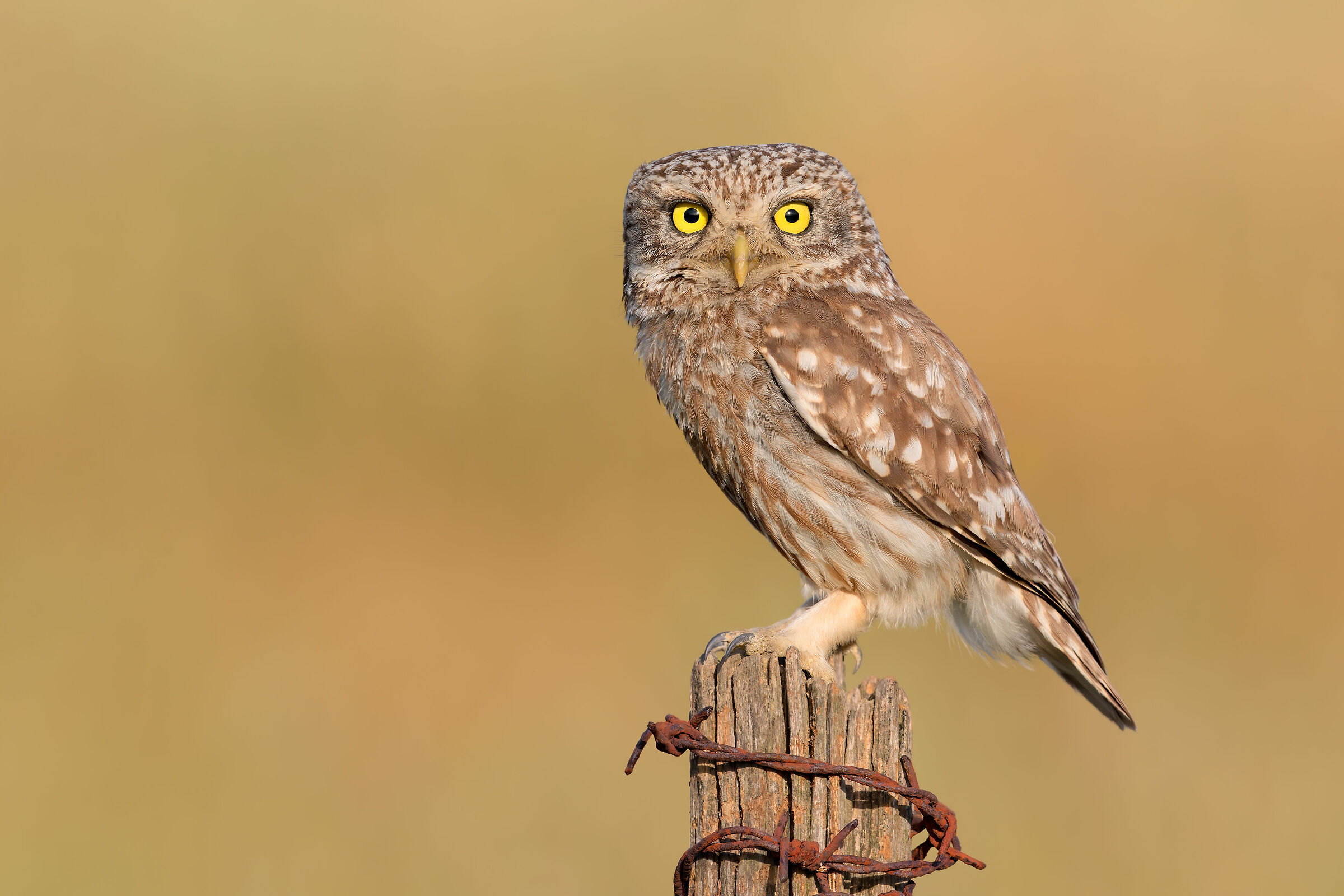 il mio profilo migliore (Civetta 5K)