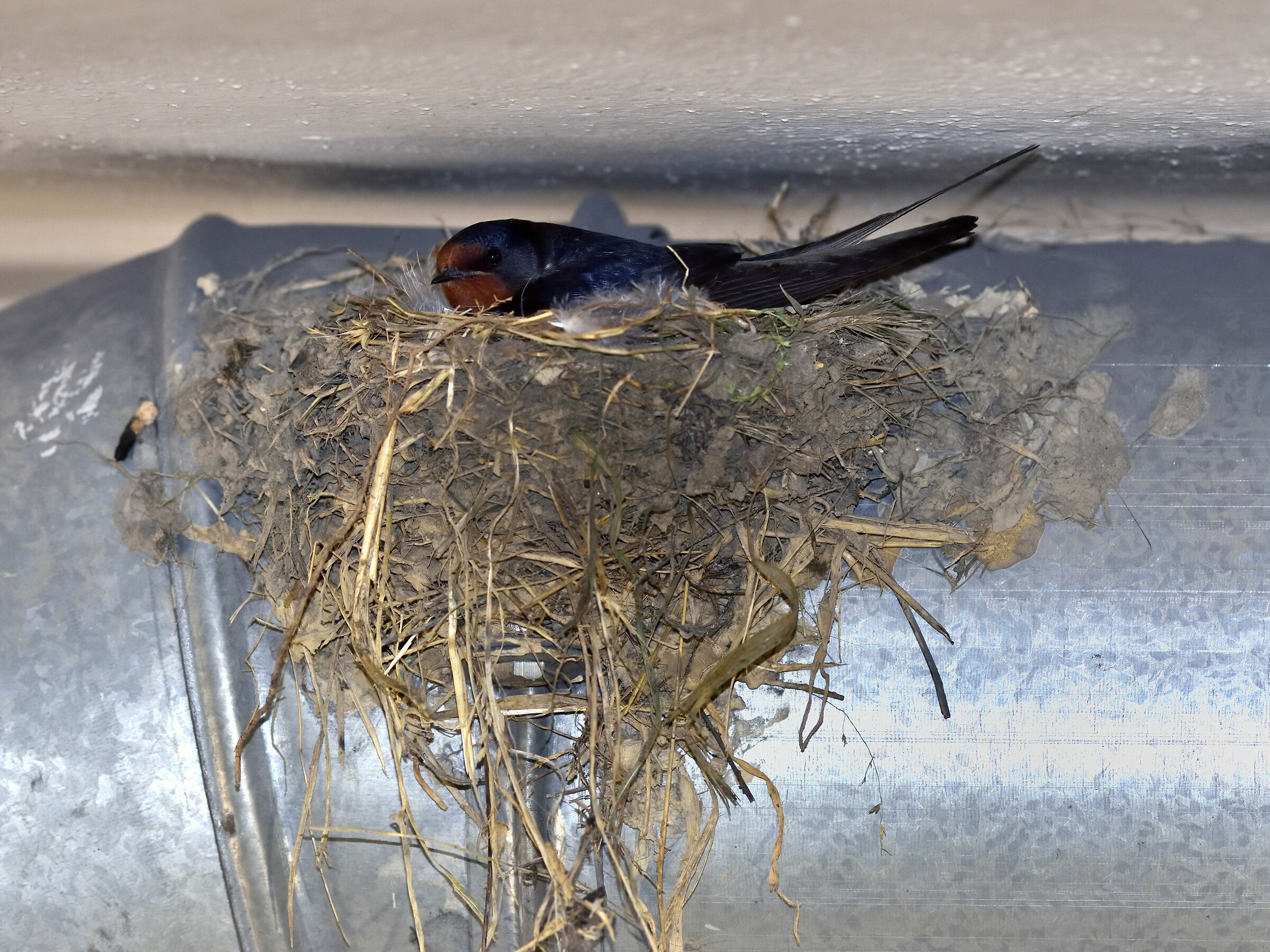 Rondini metalmeccaniche 2