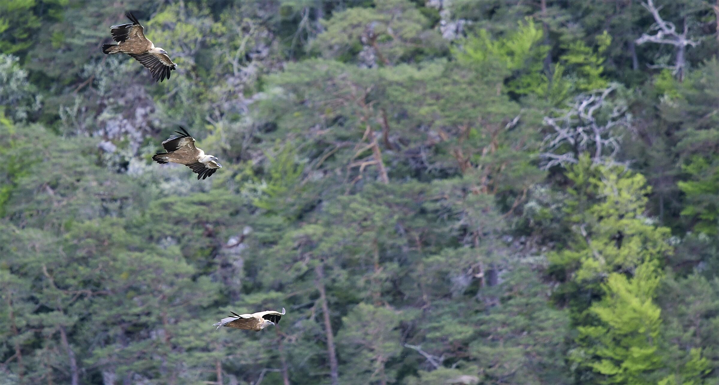 Griffins in formation
