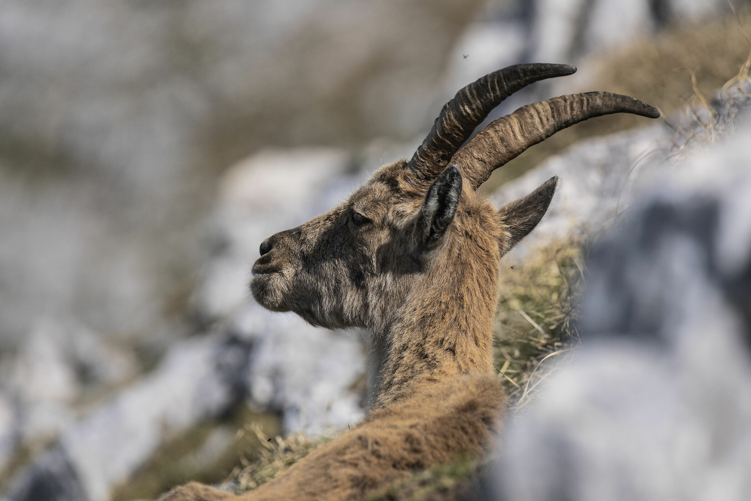 Femmina di stambecco a riposo
