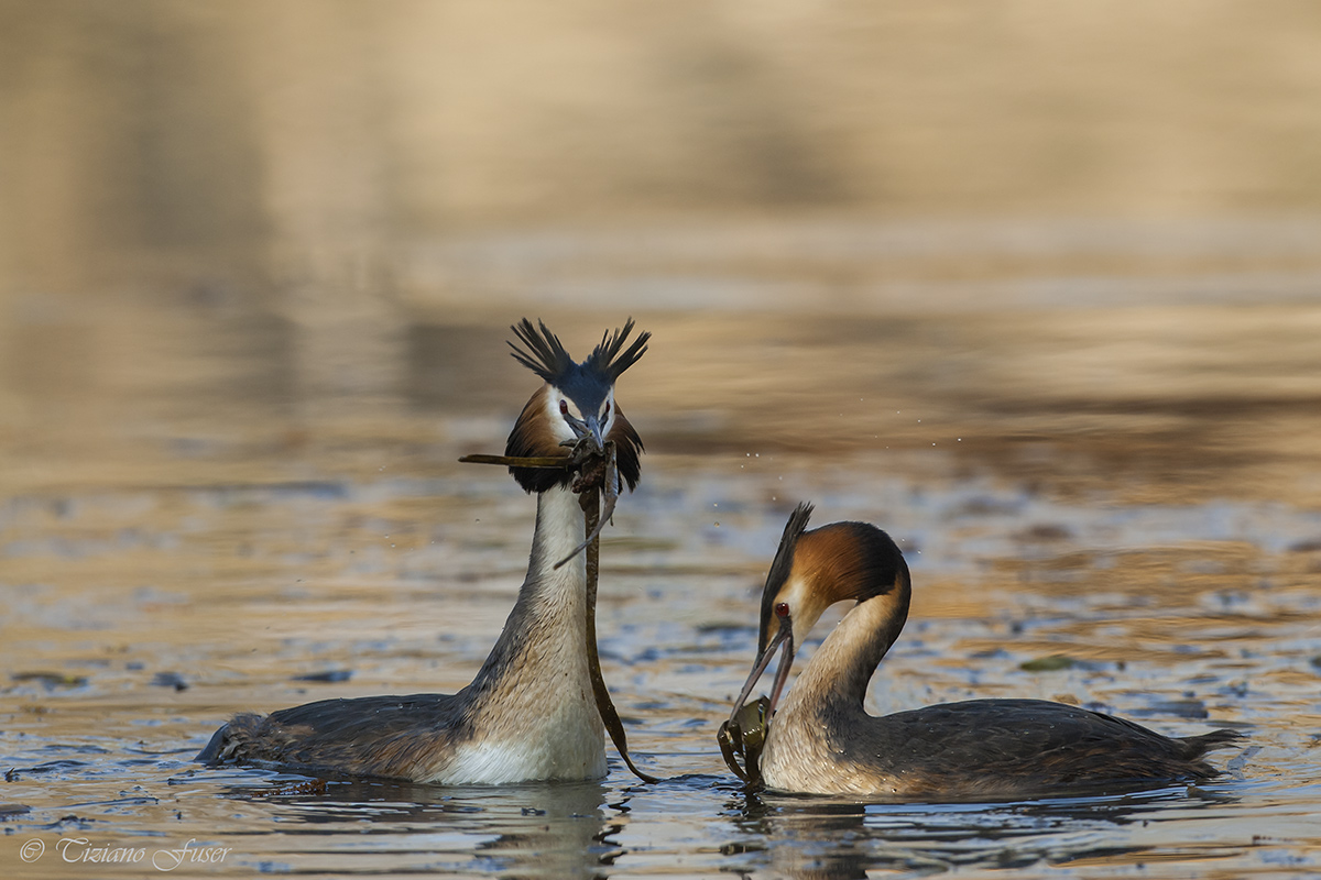 Grebes in courtship