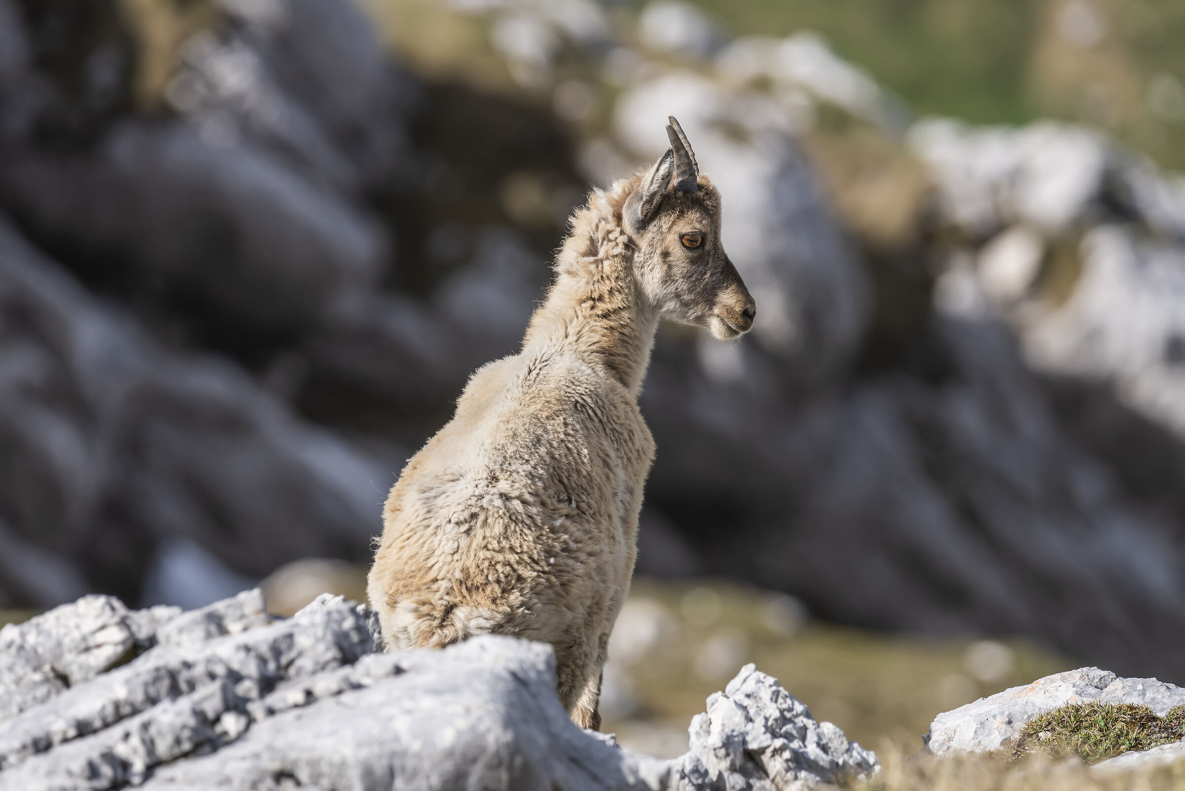 Young Ibex