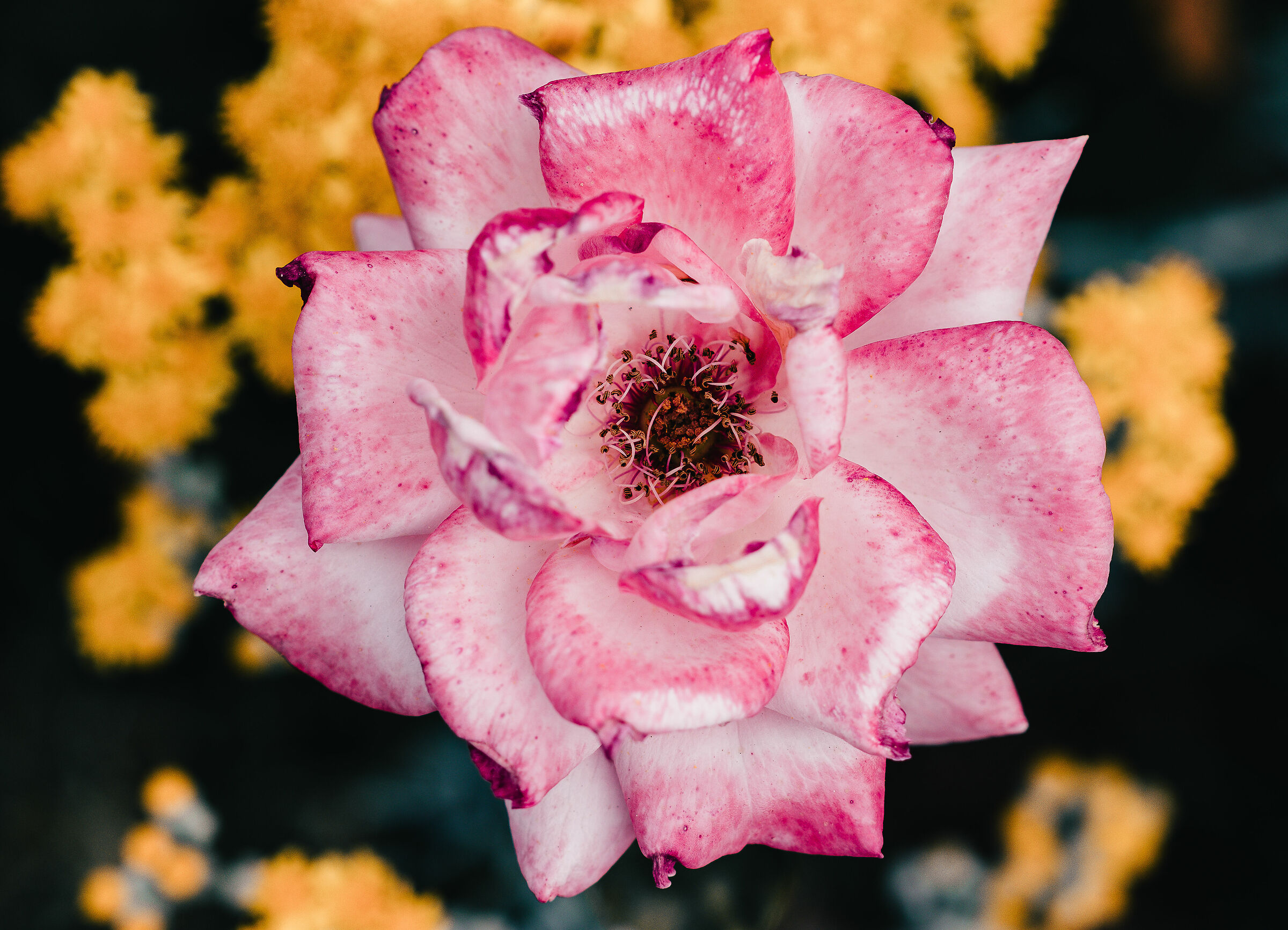 Bella mattina al parco 2