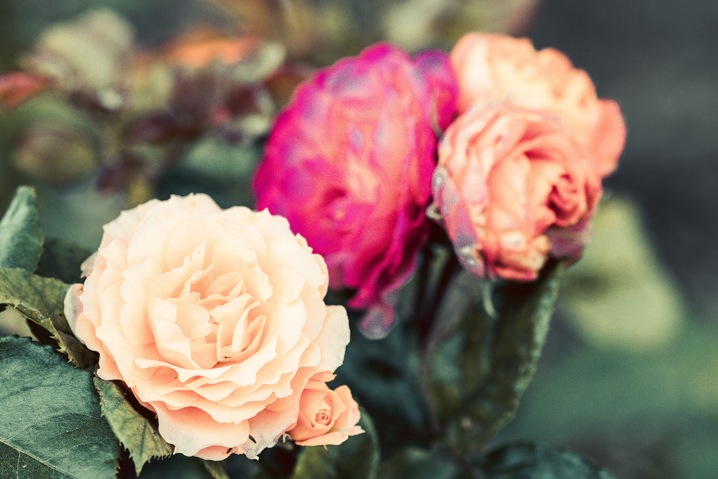 Bella mattina al parco 3