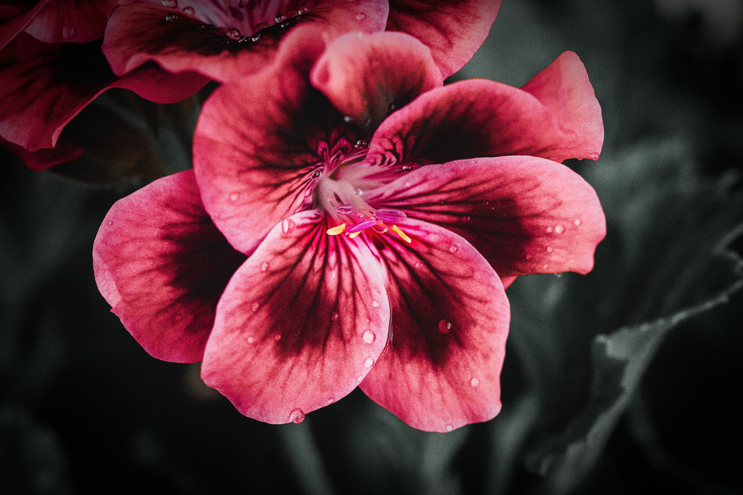 Gerani del mio giardino