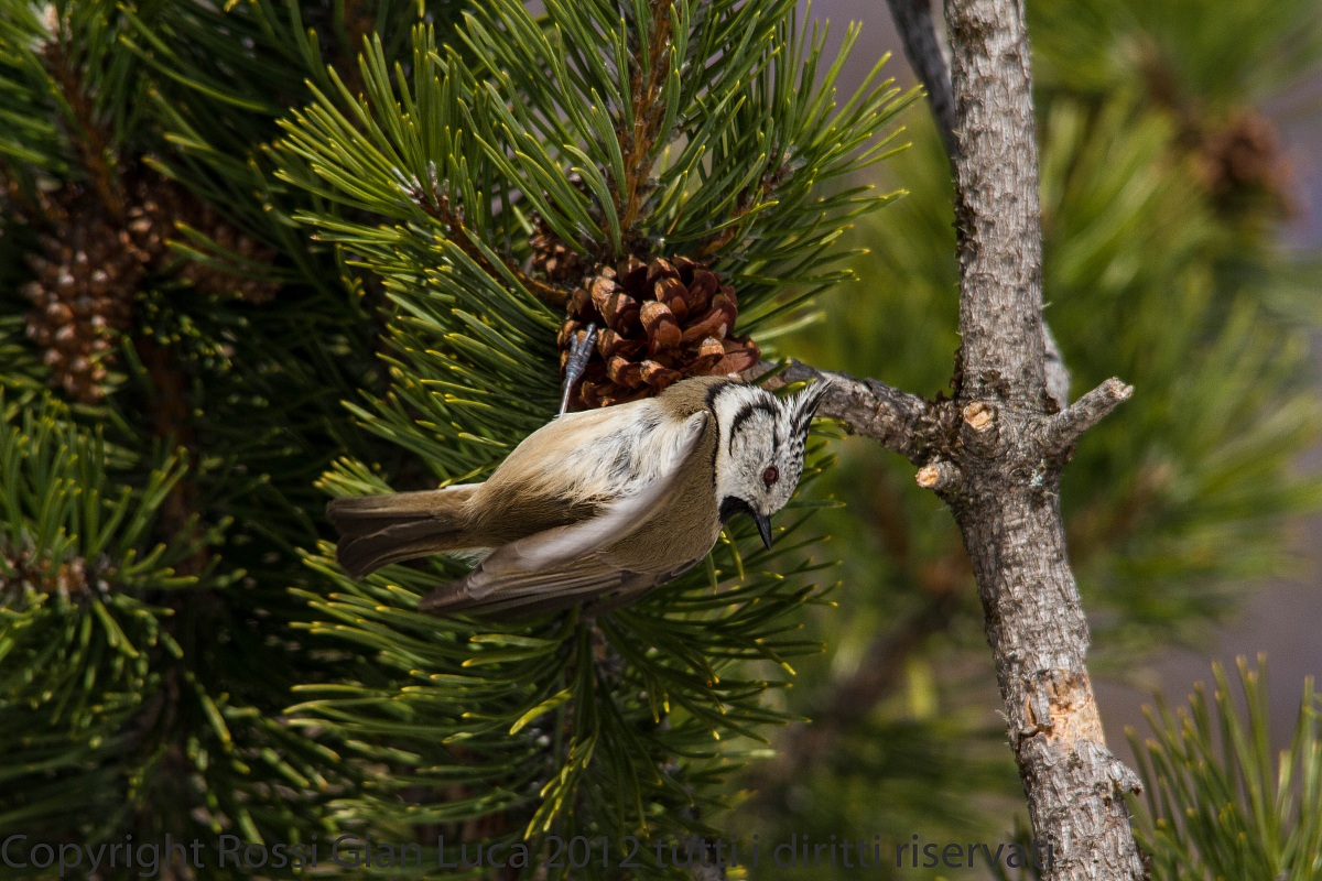 Crested Tit 2