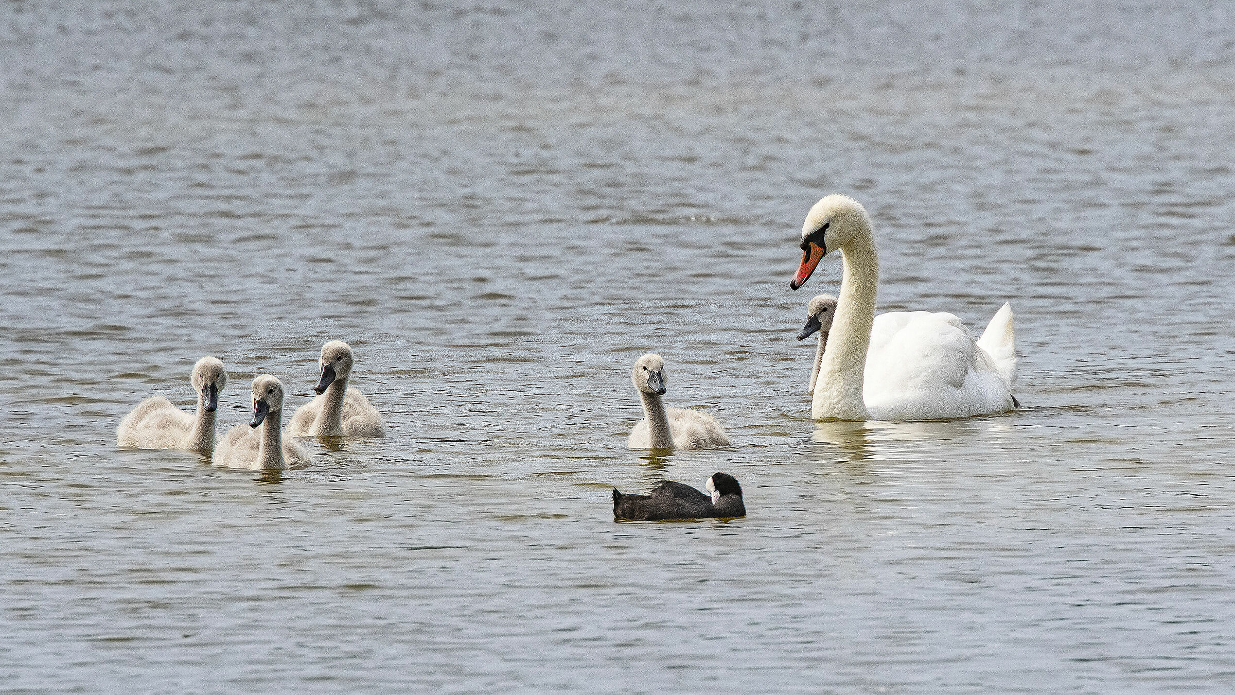 Cigno Reale con pulli