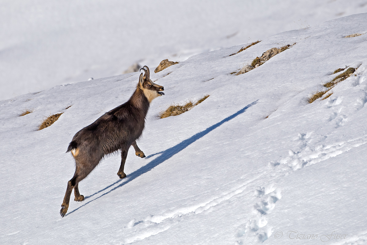 chamois