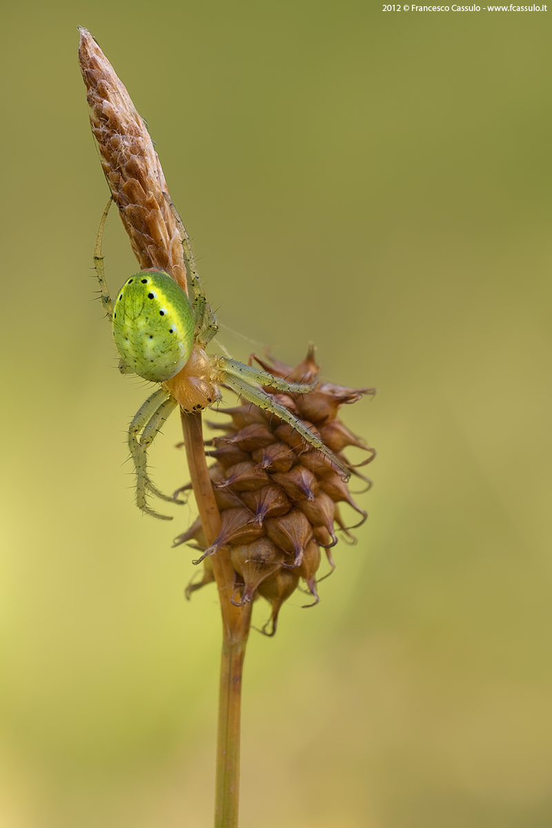 Araniella cucurbitine (Clerck, 1757)
