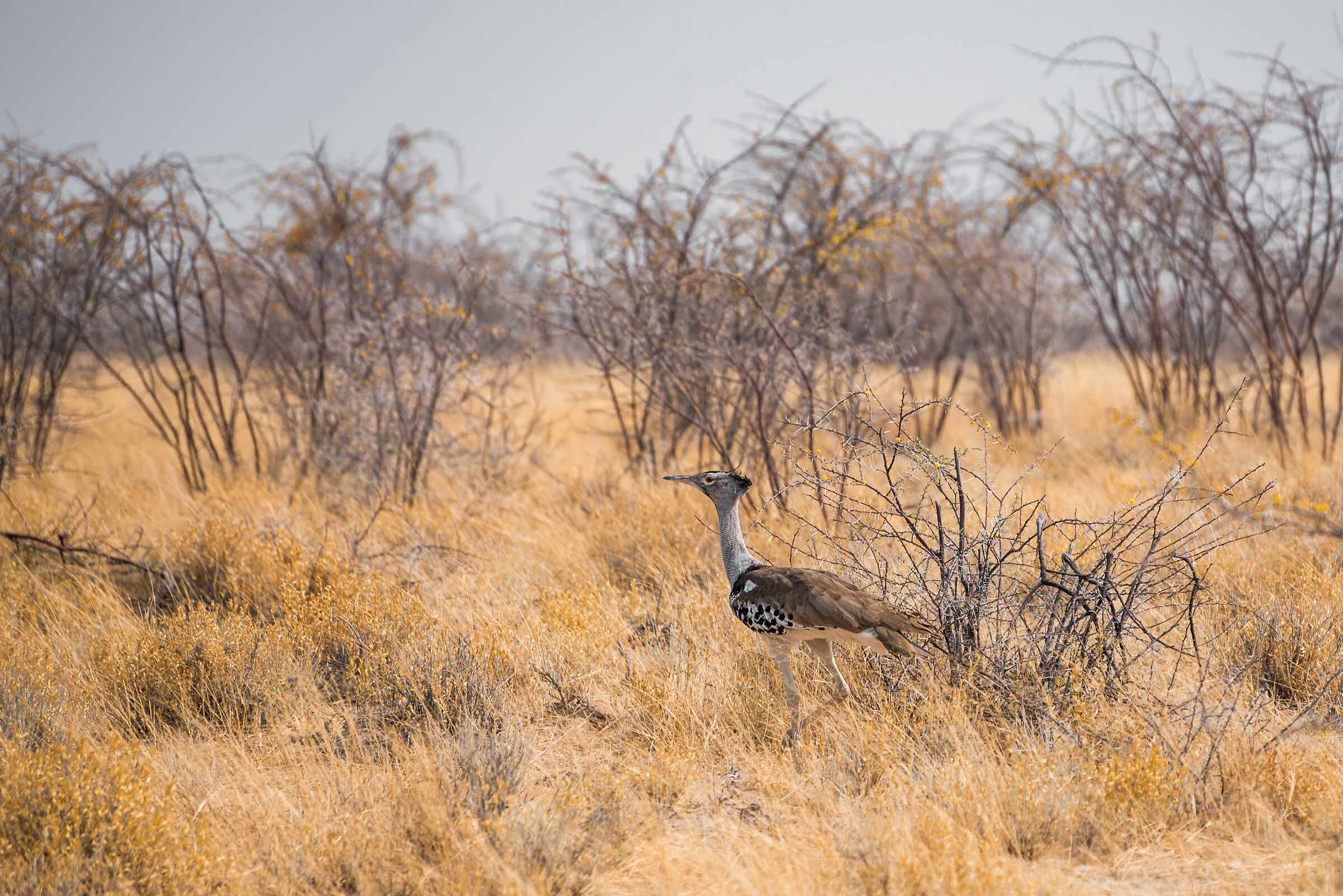 Etosha