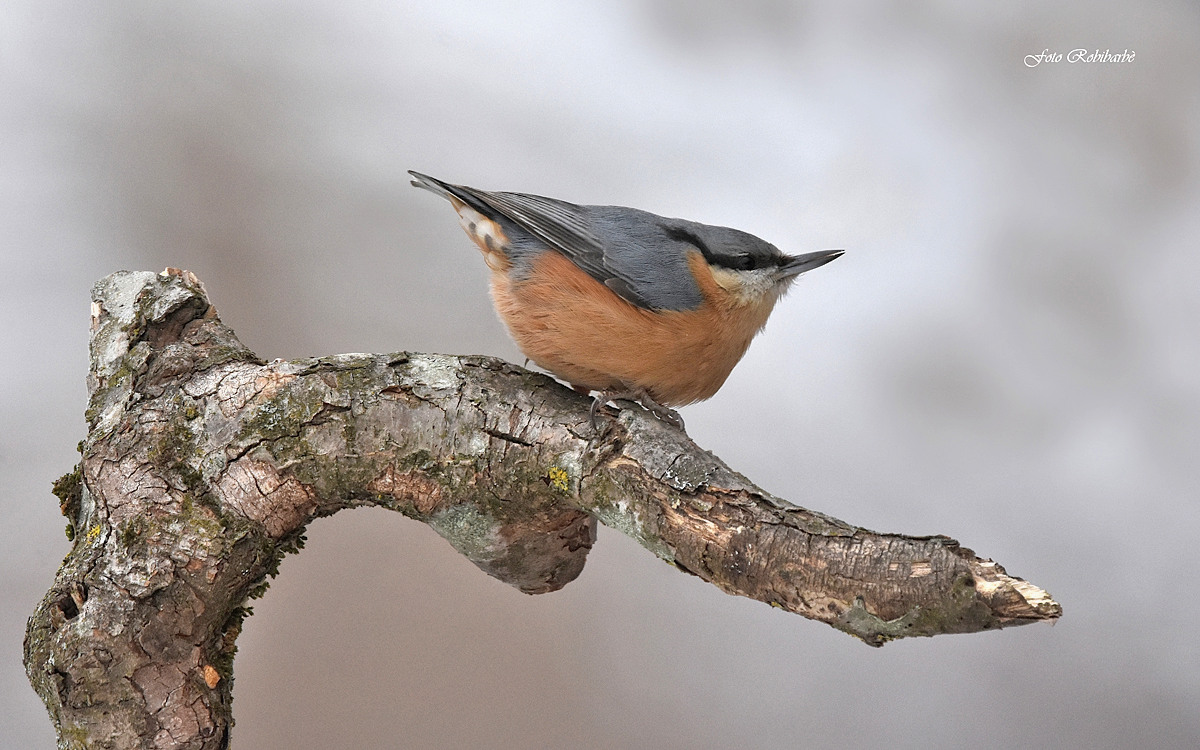 Woodpecker mason....