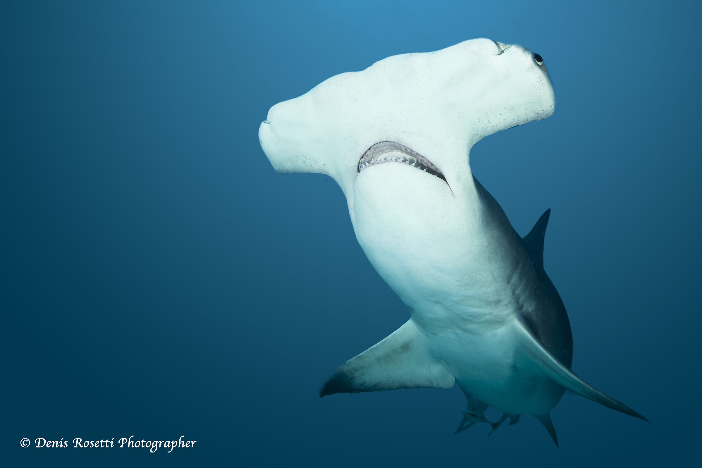 Major hammerhead shark