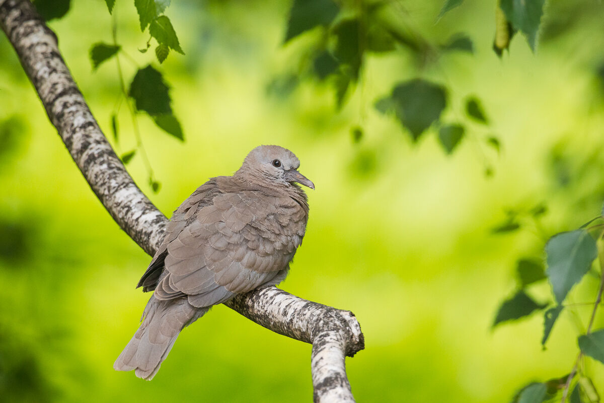 Pullo of Tortora with the collar ...