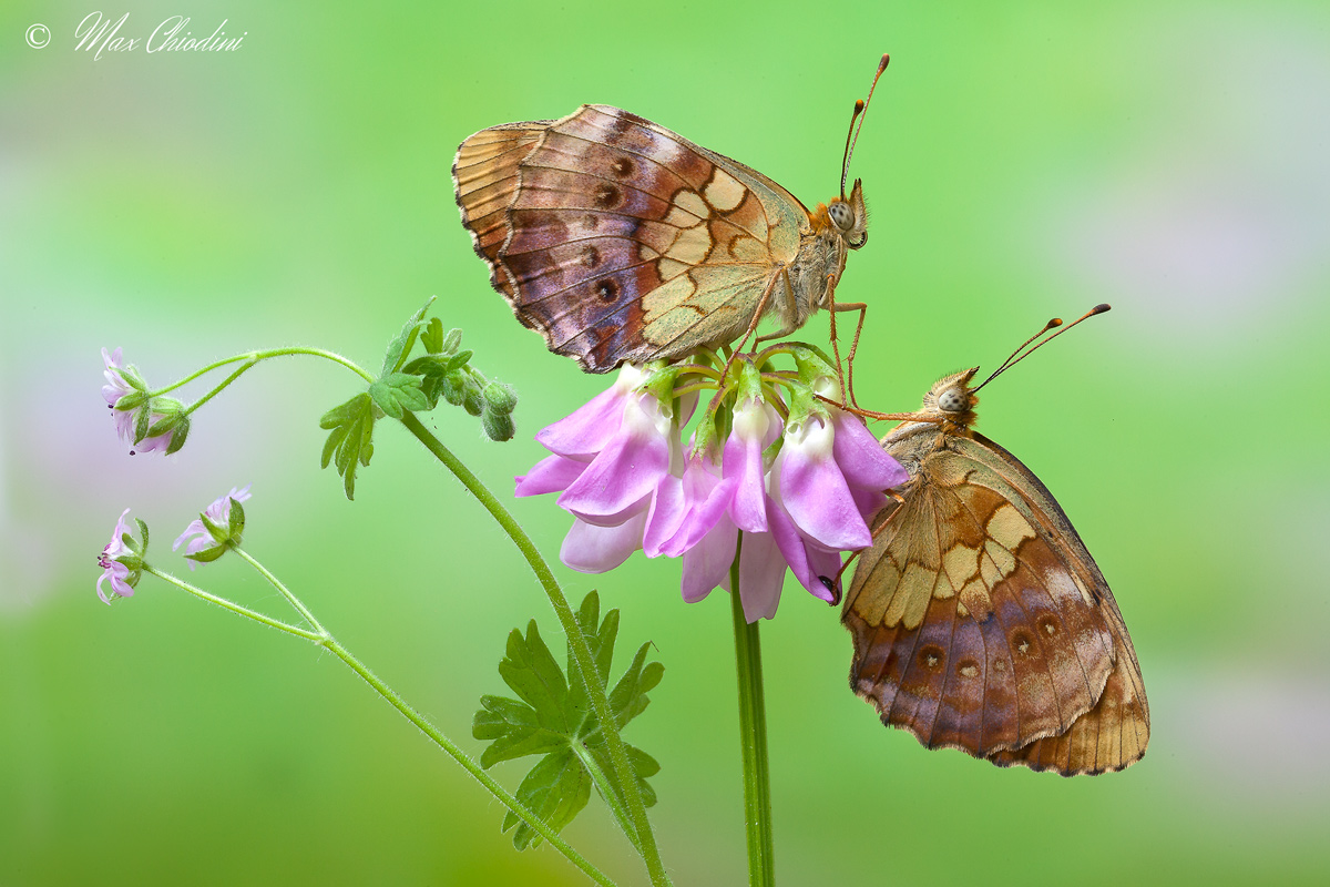 BiBrenthis, BiBrenthis