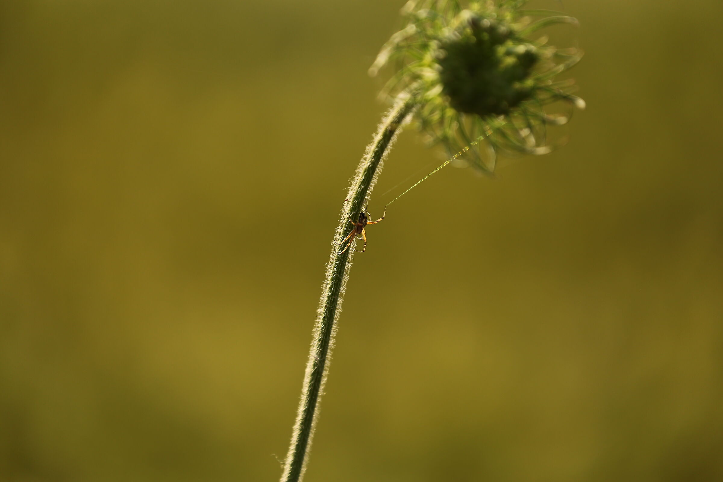 The spider stretches the thread.