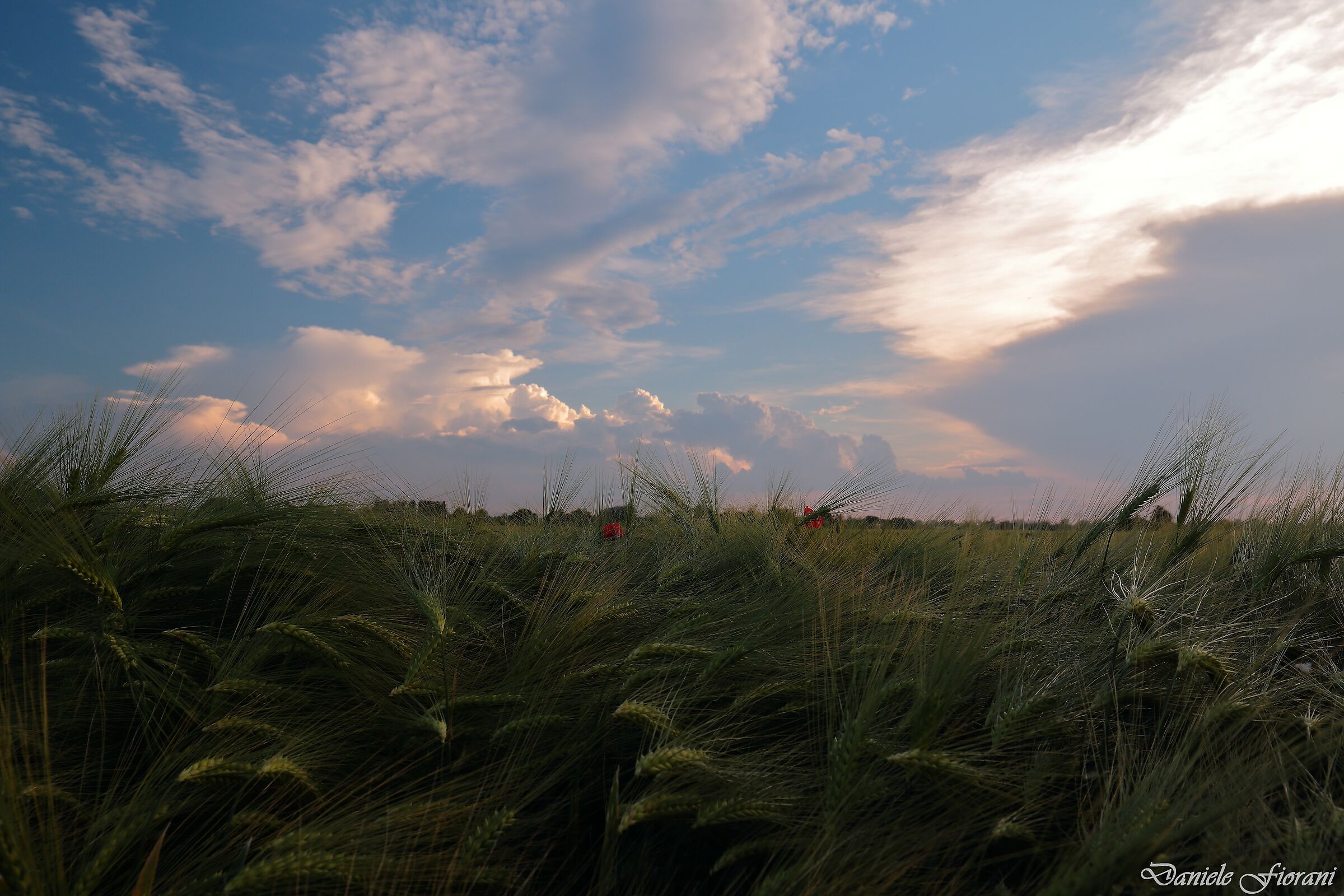 Grano e papaveri.
