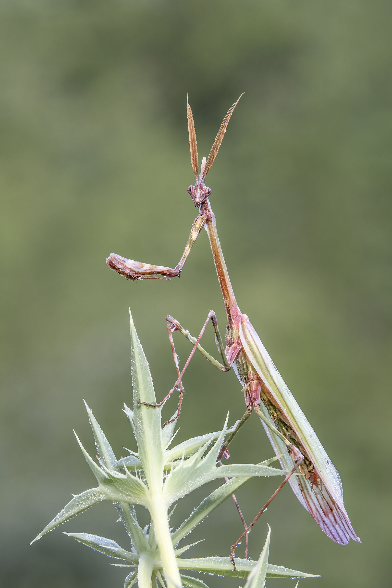 Empusa pennata adulta maschio