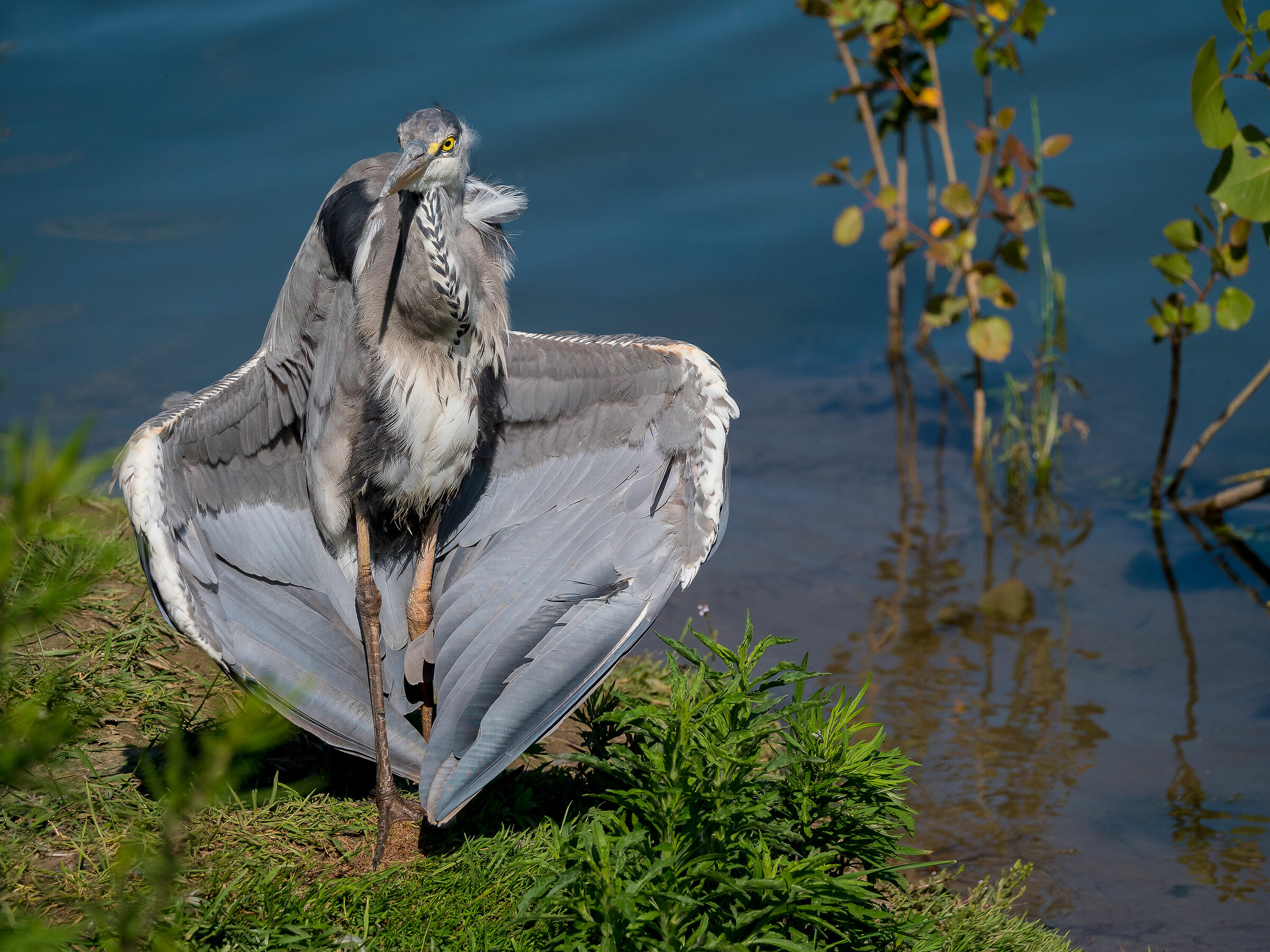 Il maniaco esibizionista.......