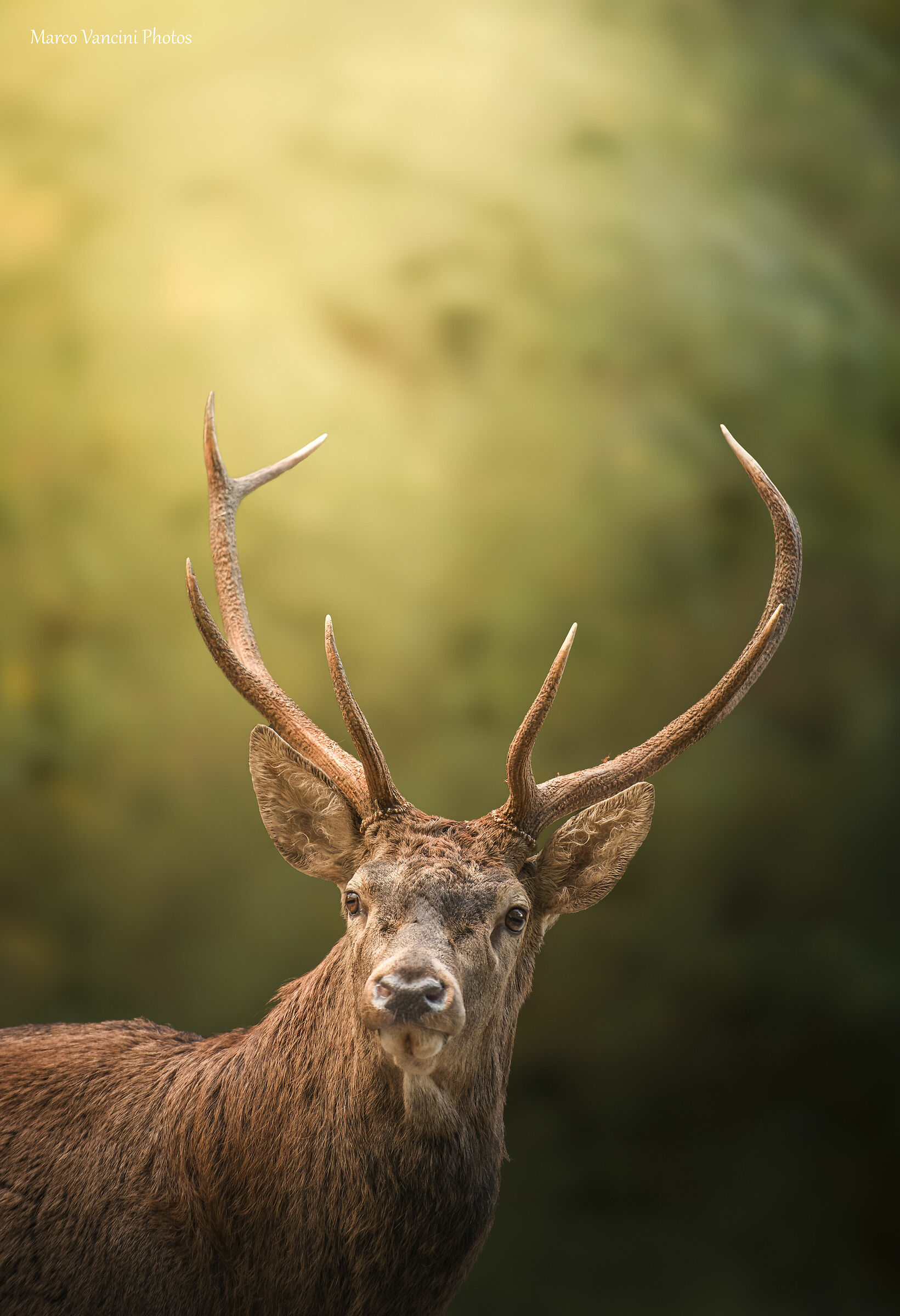 Deer Portrait