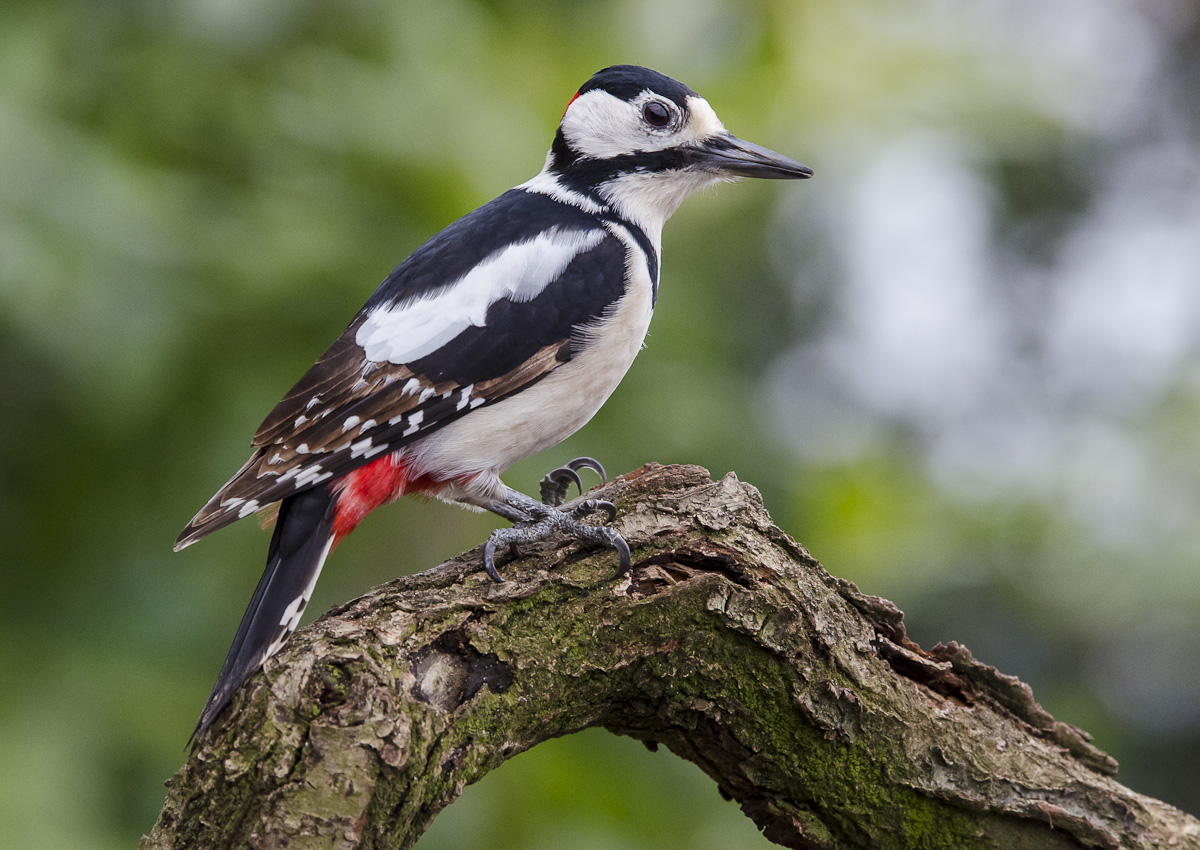 woodpecker