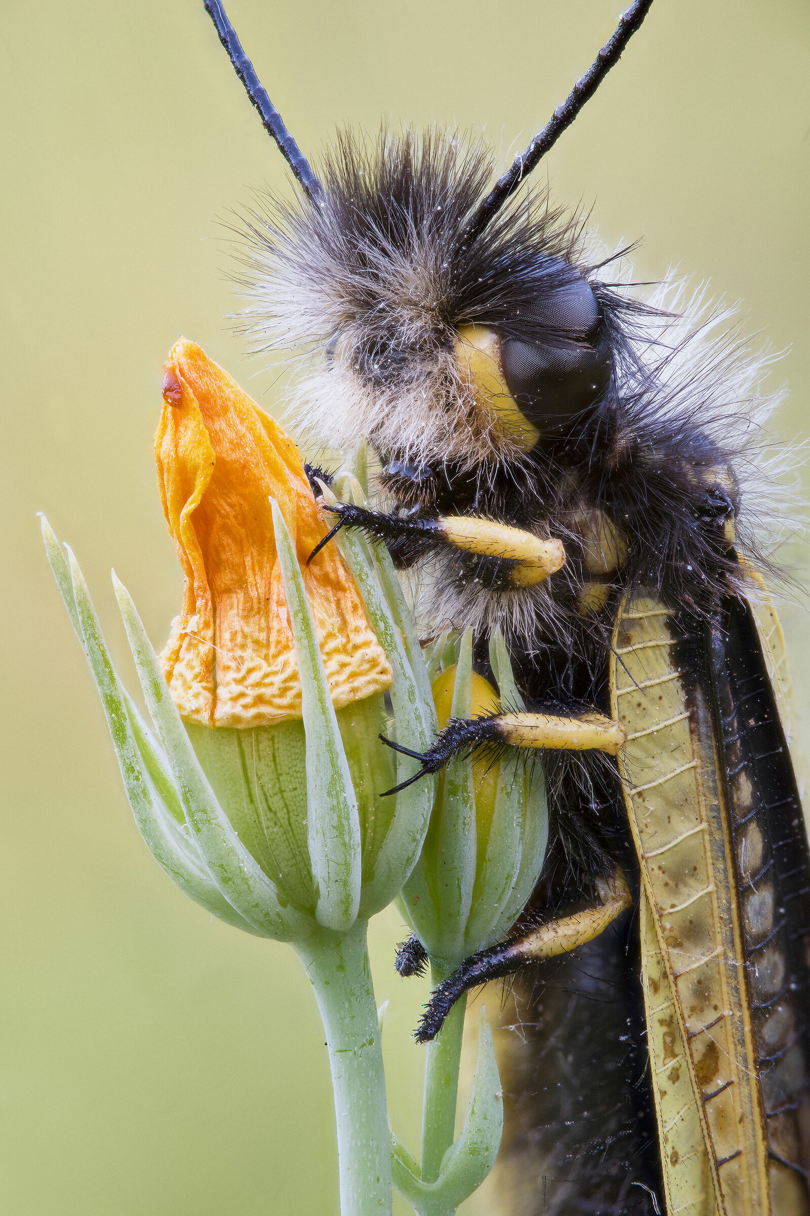 Libelloides coccajus