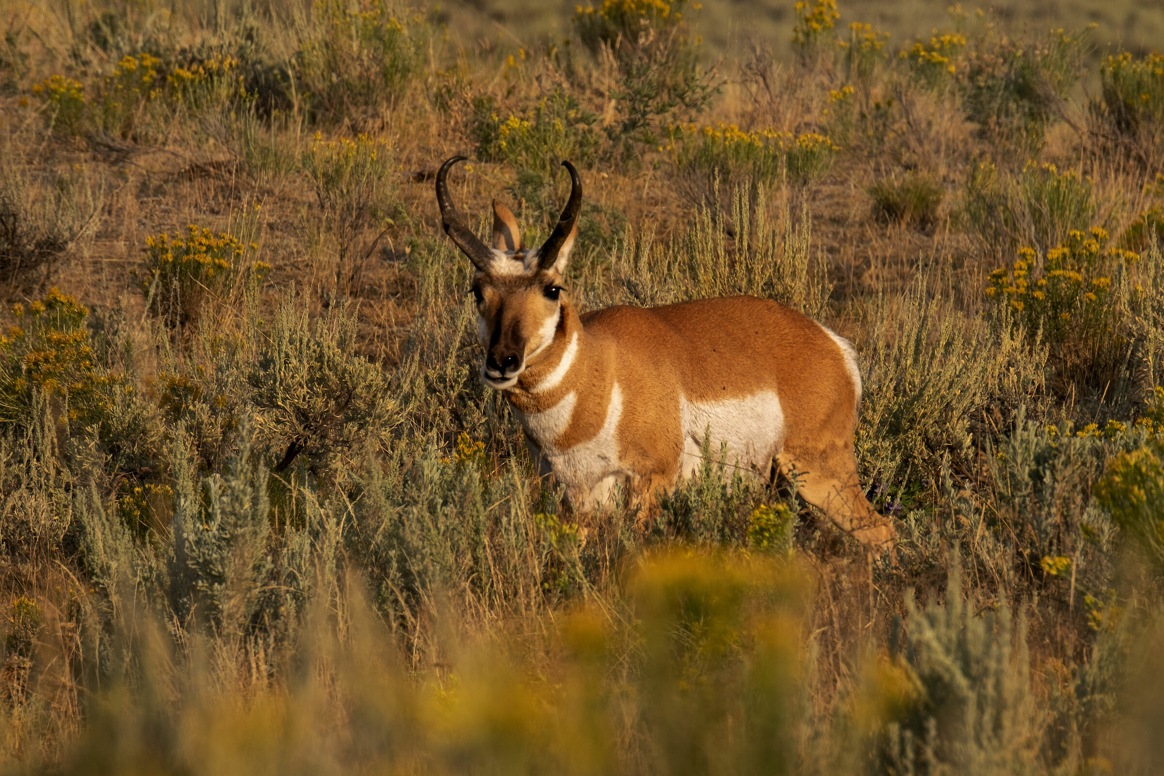 American antelope