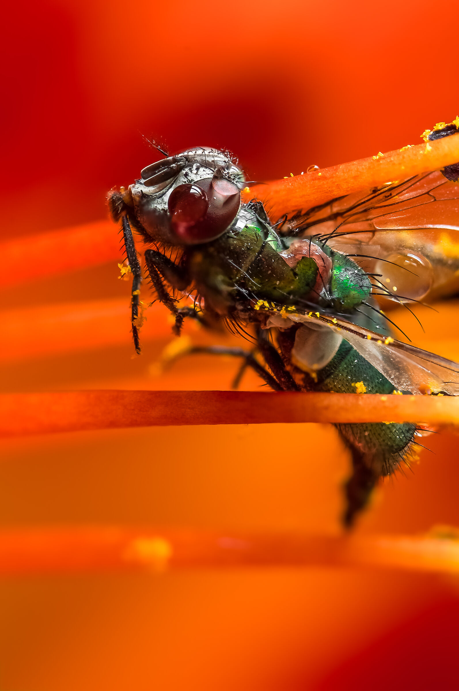 Honor to the fall fly - Mario jr Nicorelli macro